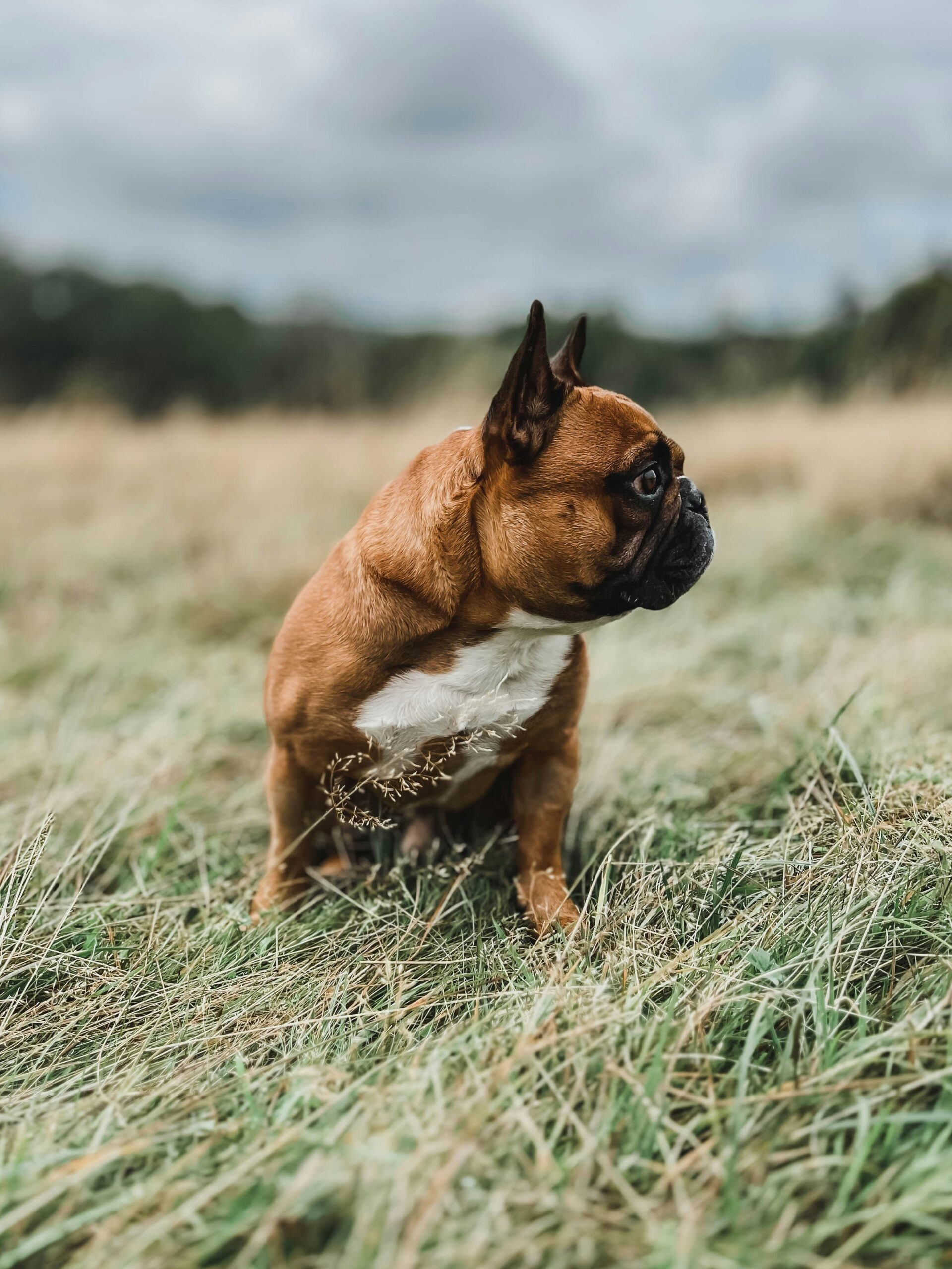 Fawn French Bulldog sitting in a grassy field with cloudy sky