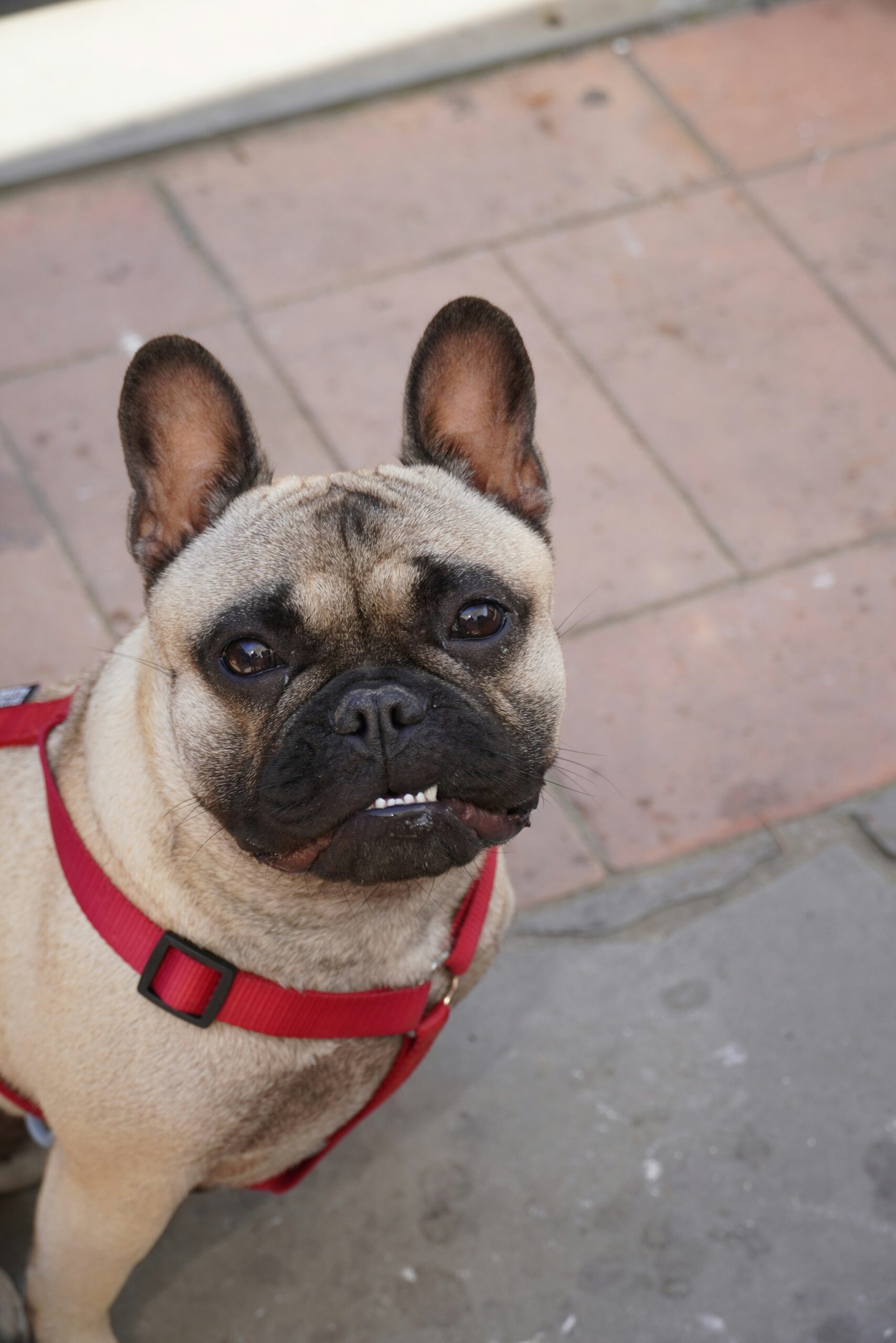 Close-up of a French Bulldog in a red harness sitting on a stone pavement, looking up with a curious expression.