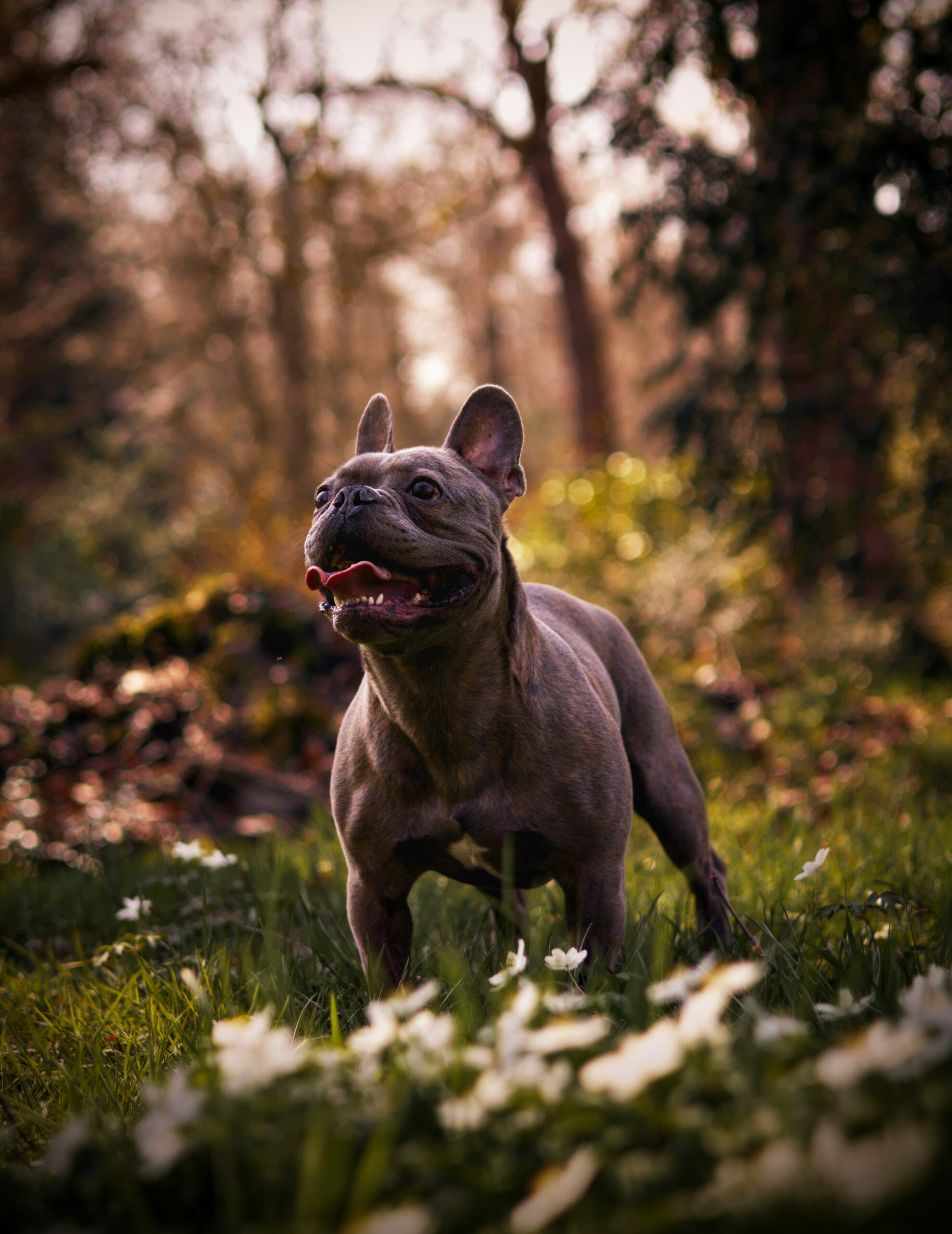 Grey French Bulldog running through a field with flowers