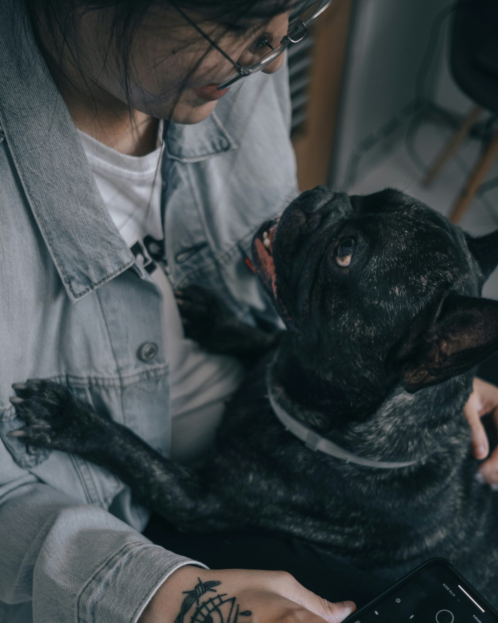 French Bulldog cuddling with owner indoors, looking up affectionately