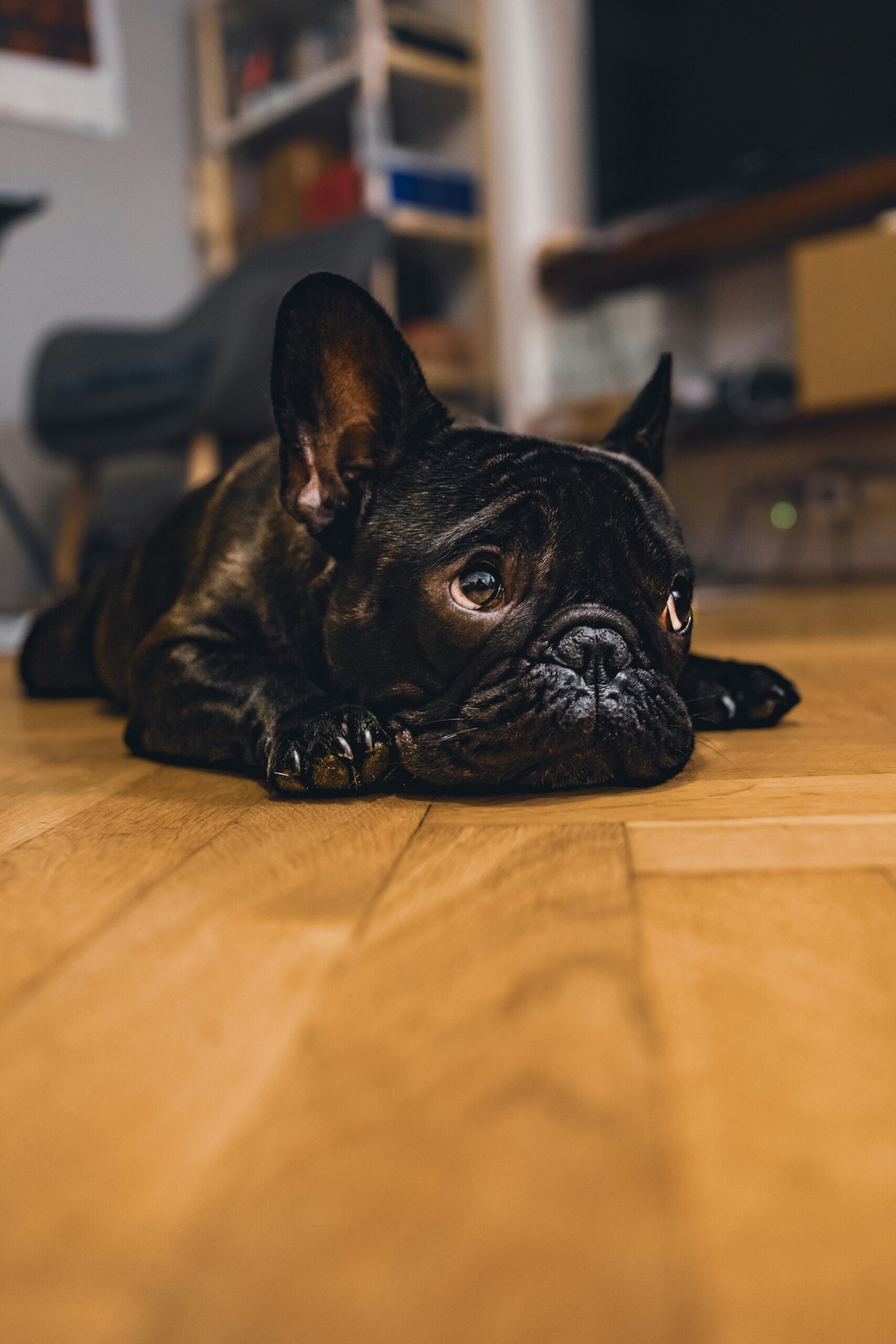 Cute French Bulldog lying on wooden floor with curious expression
