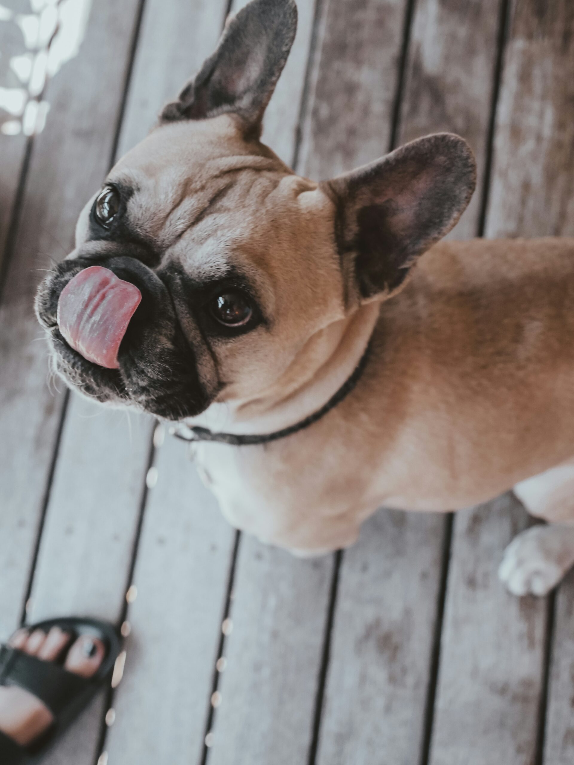 Playful French Bulldog licking nose while sitting on wooden deck