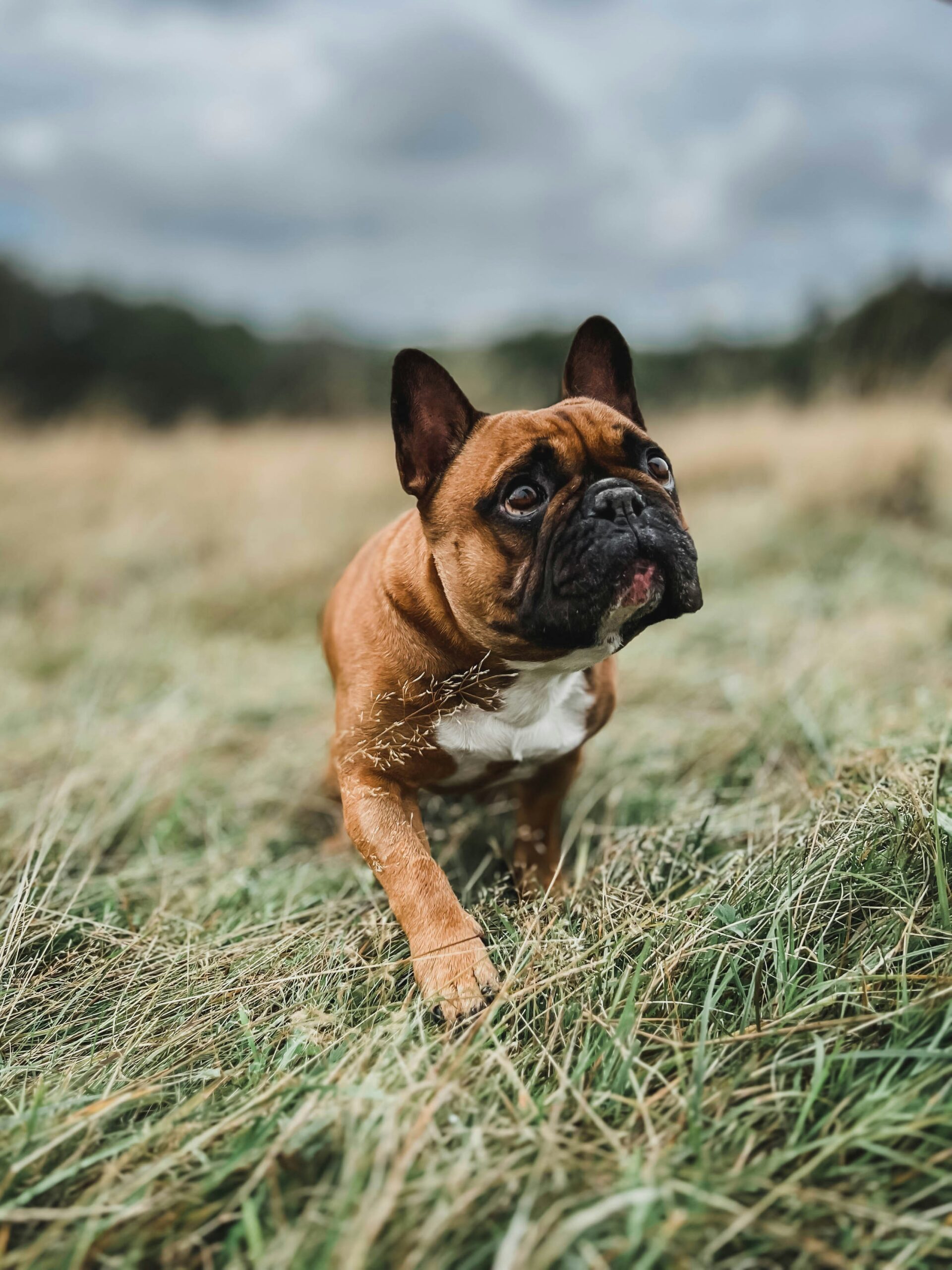 Energetic French Bulldog running through tall grass field