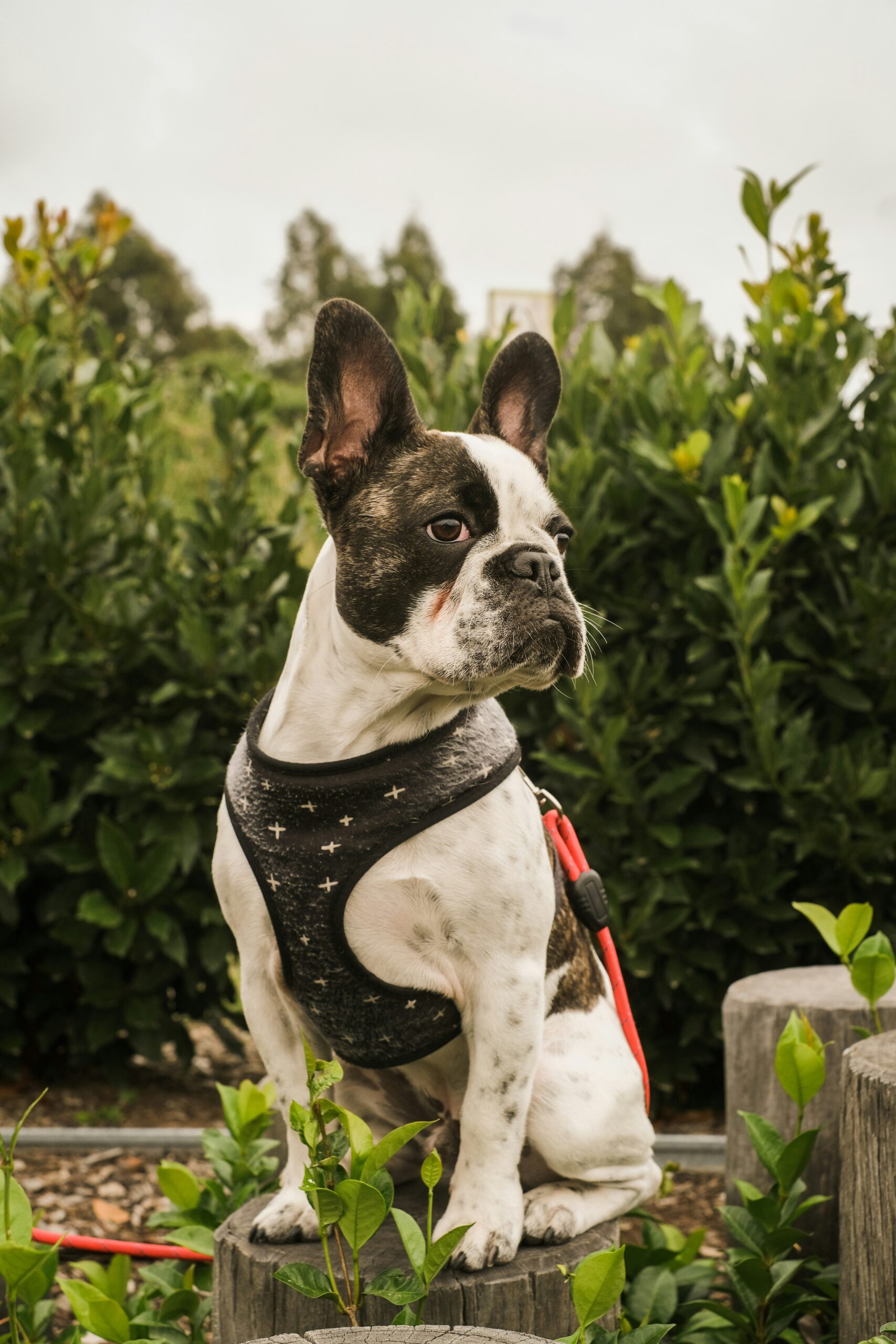 French Bulldog wearing harness sitting on wooden stump in garden