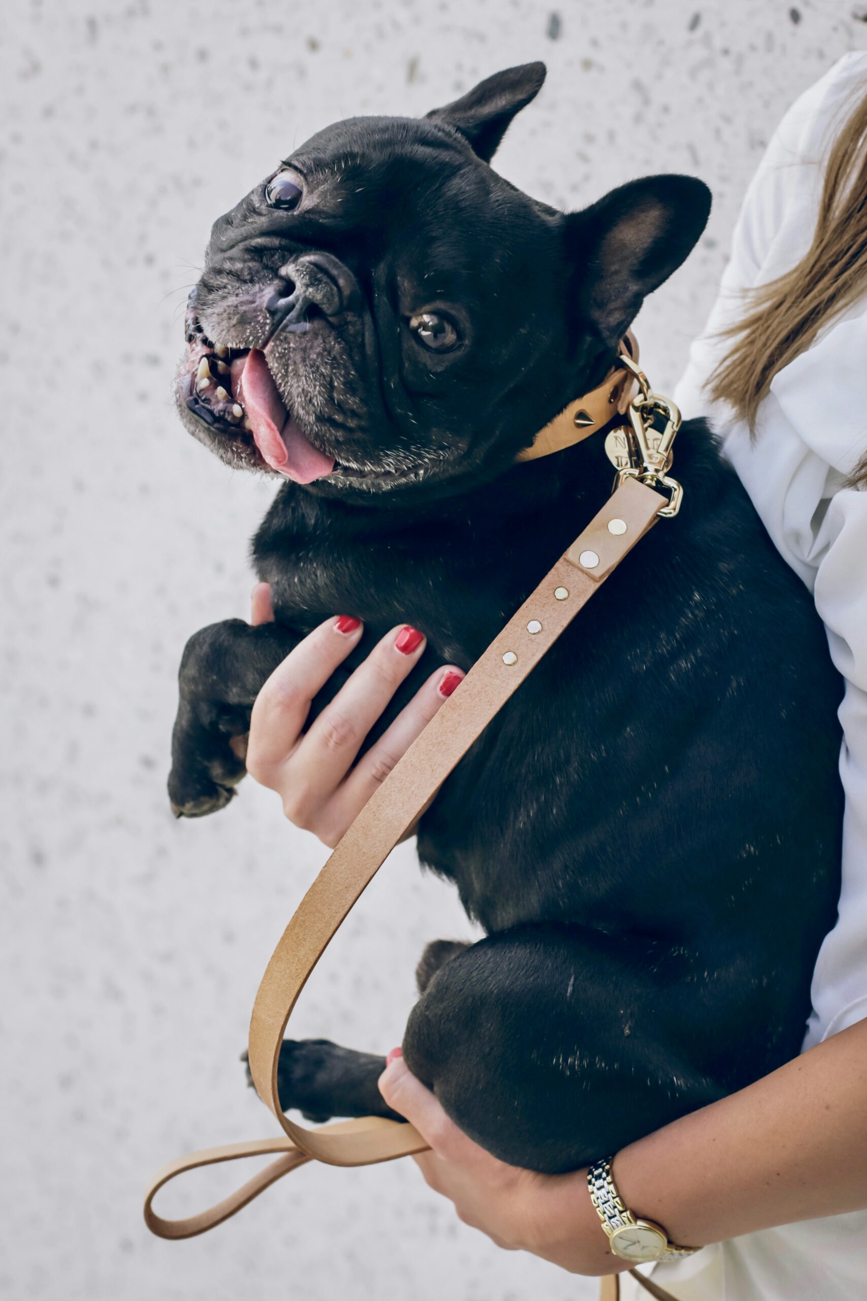 Happy French Bulldog being held in owner's arms with leather leash