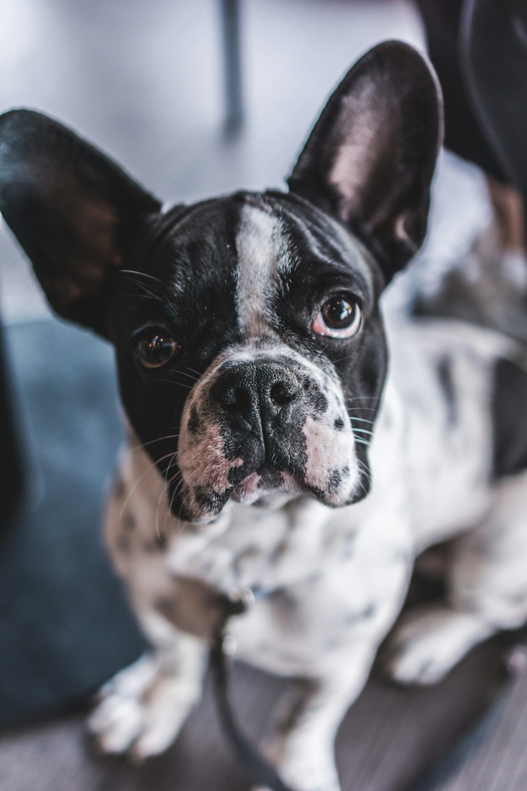Close-up of French Bulldog with black and white coat looking at camera