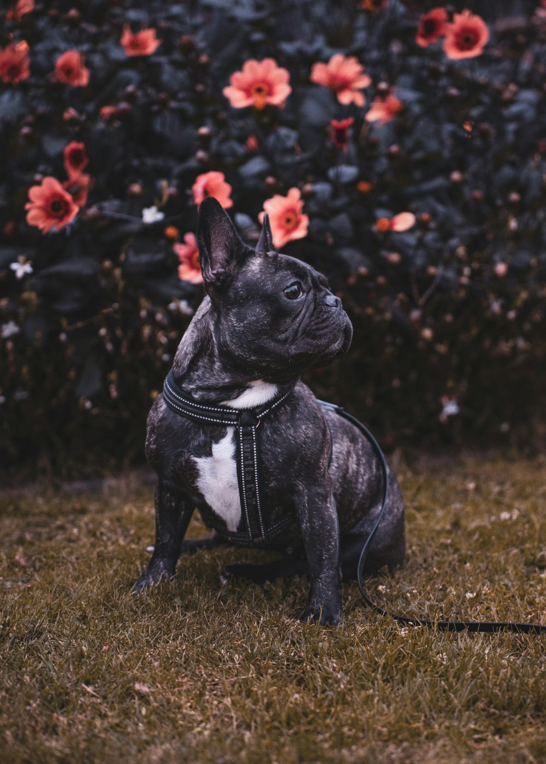 French Bulldog sitting in garden with flowers in the background