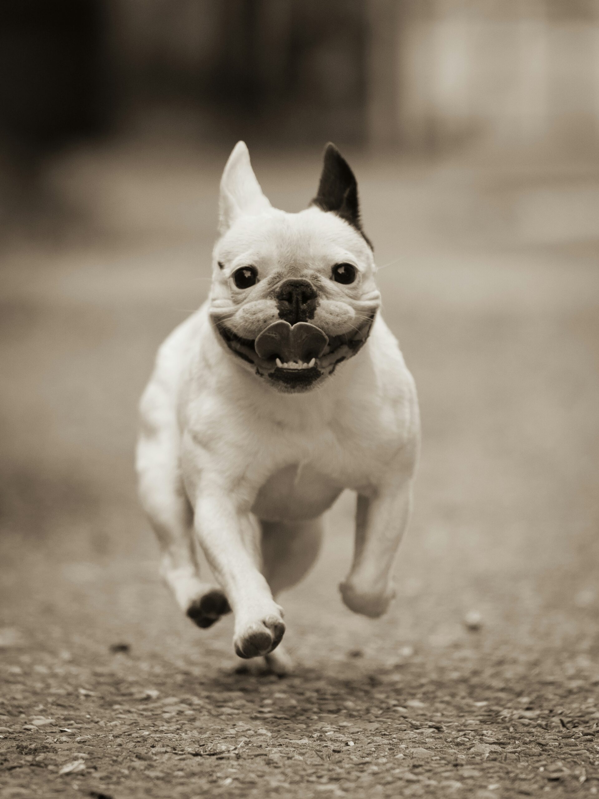 French Bulldog running happily outdoors on a path, captured mid-air with sepia effect.