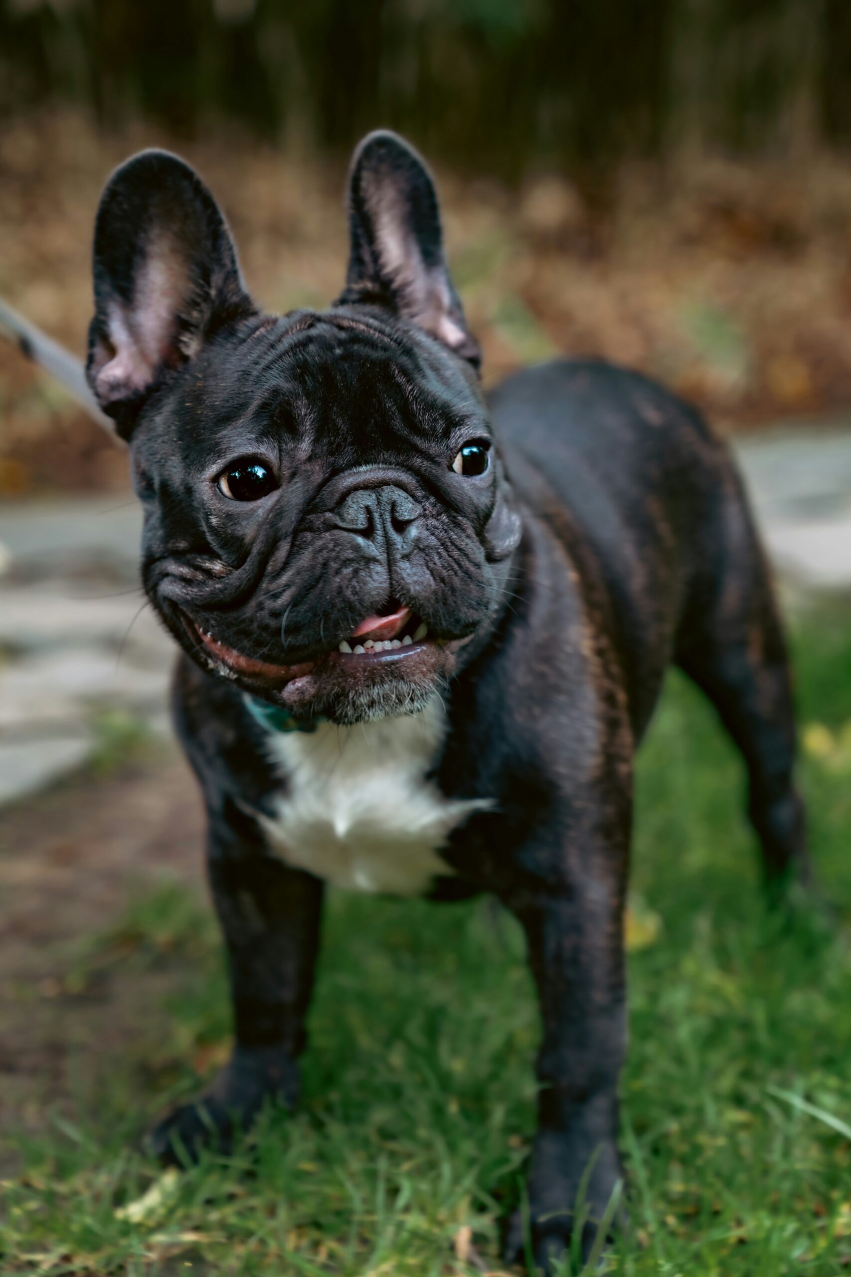 French Bulldog on leash standing on grass, looking alert and happy
