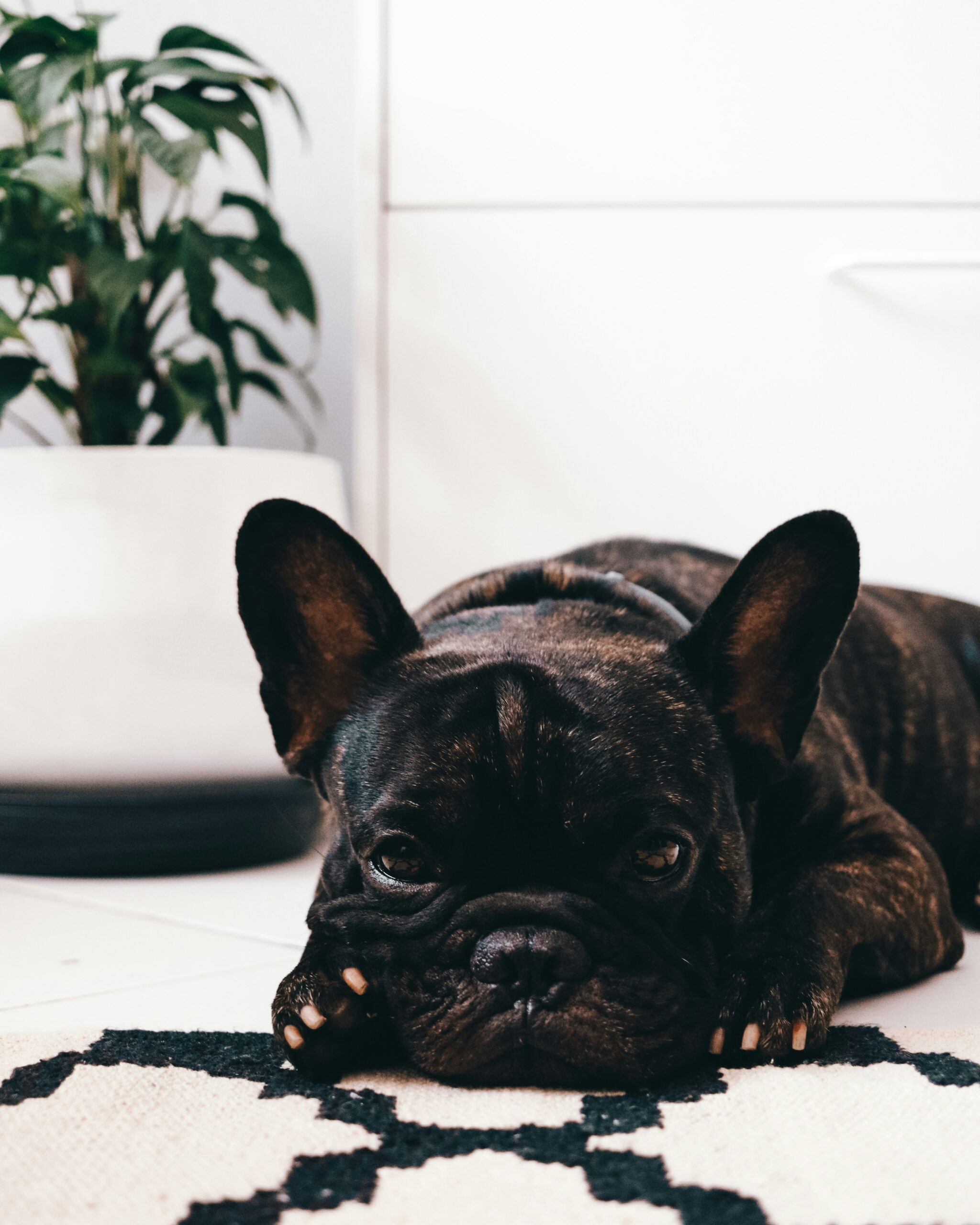 French Bulldog lying on a patterned rug with a plant in the background
