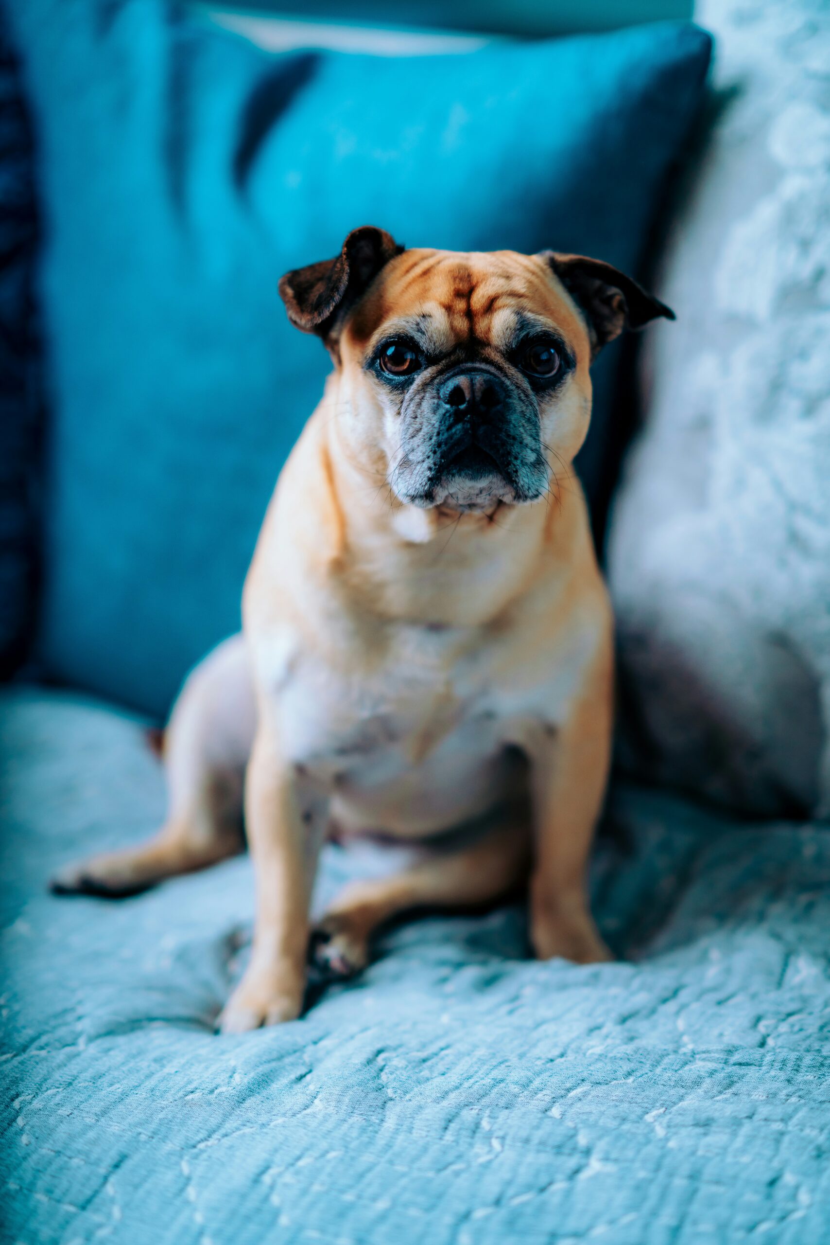 Fawn French Bulldog sitting on a light blue couch with blue pillows