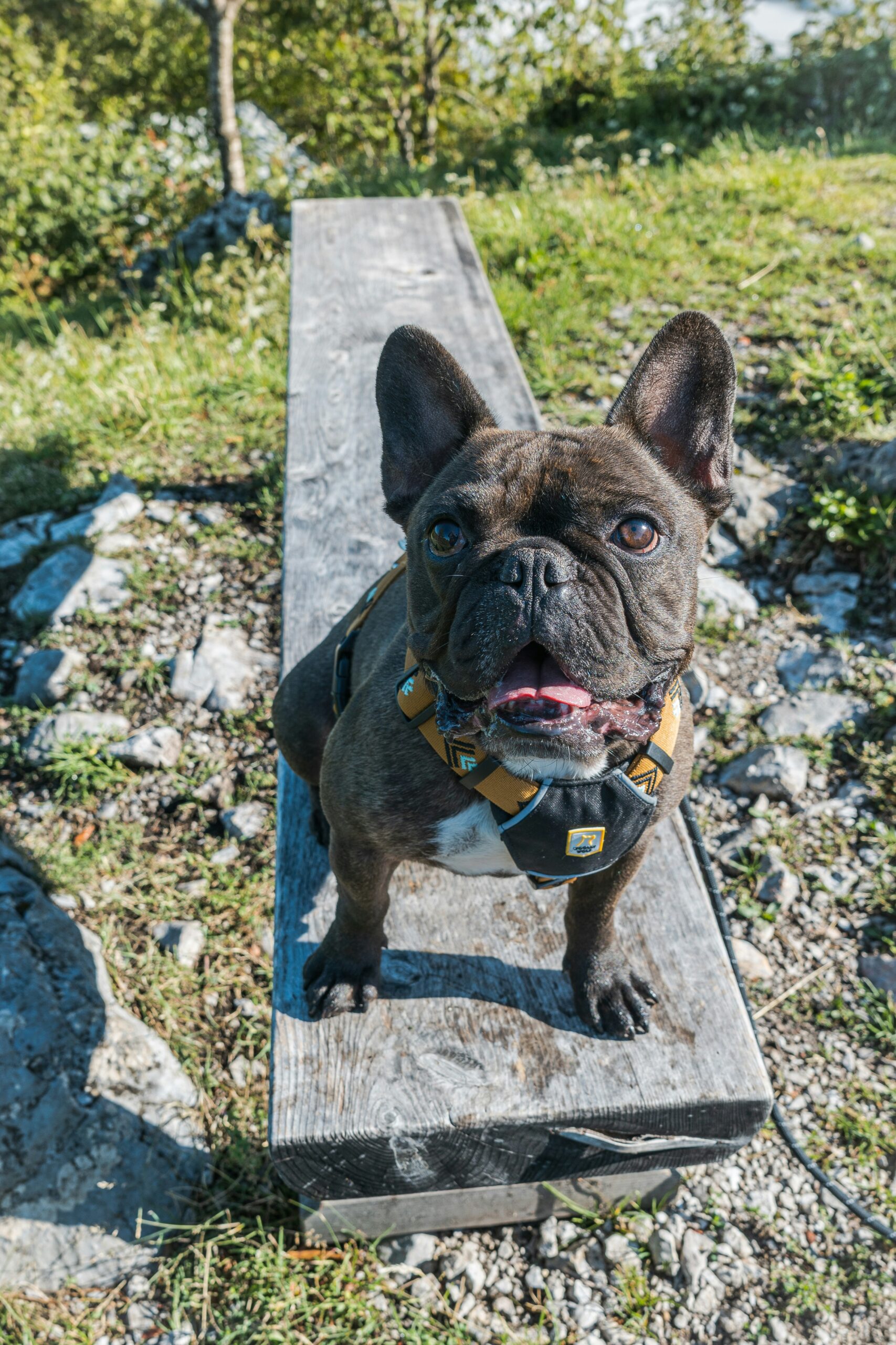Brindle French Bulldog sitting on a wooden bench outdoors, smiling