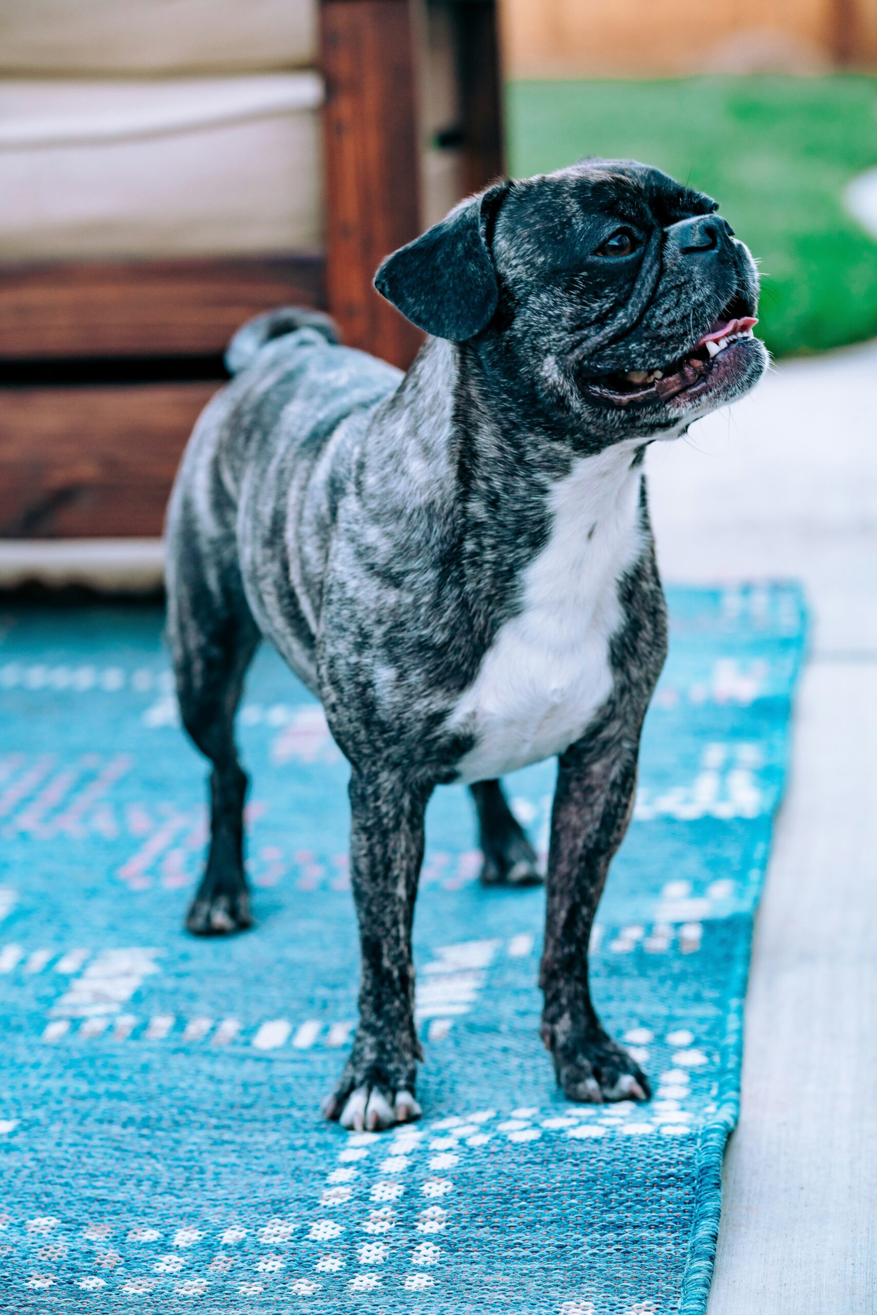 Brindle French Bulldog standing on a blue outdoor rug, looking happy