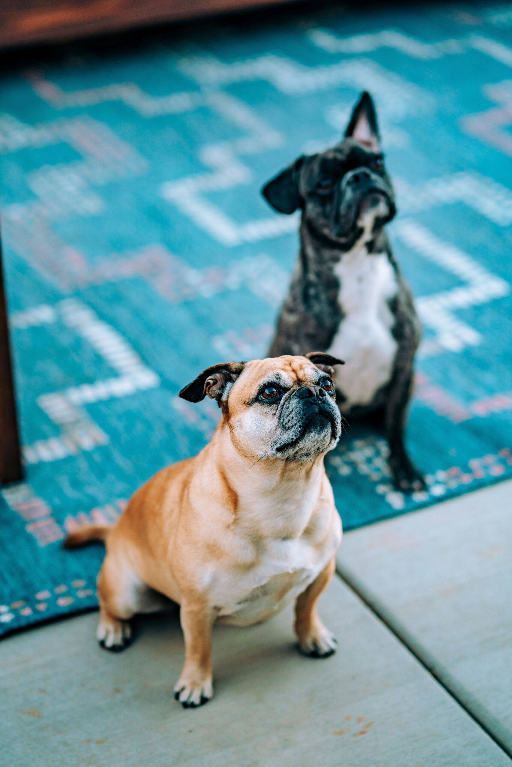 Two French Bulldogs sitting attentively on a patio with a blue rug