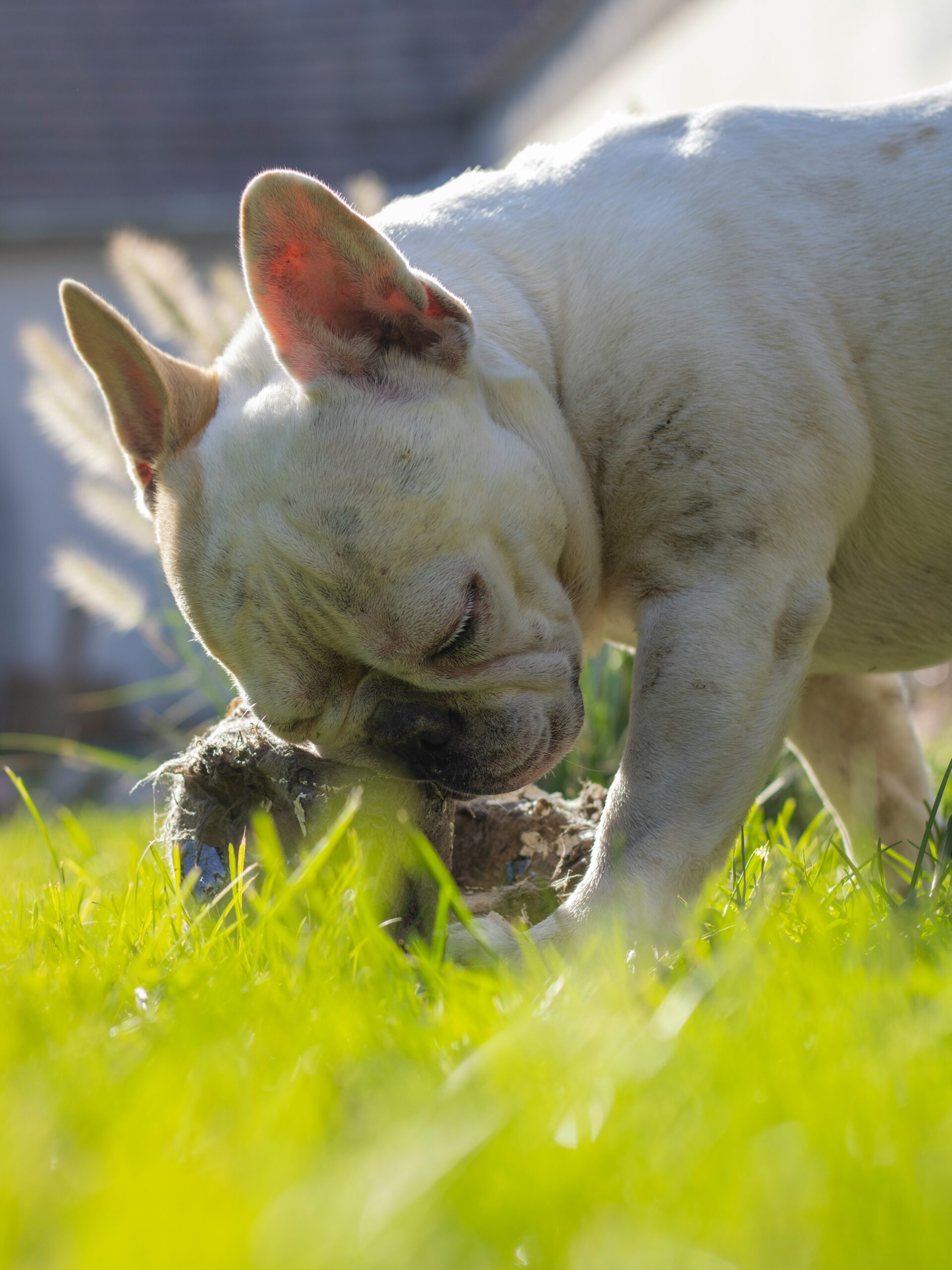 White French Bulldog chewing on a stick in a grassy backyard