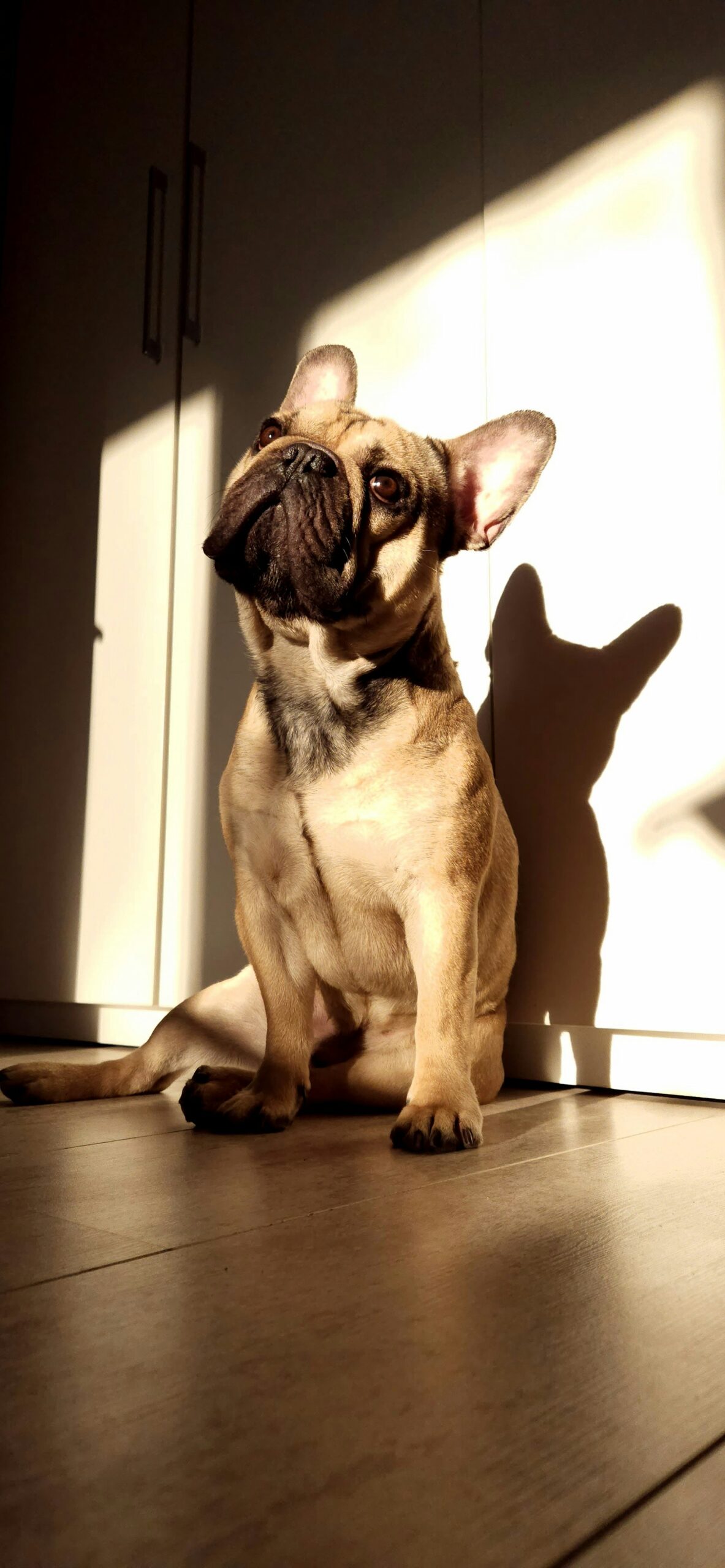 Fawn French Bulldog sitting in sunlight, casting a shadow on the wall