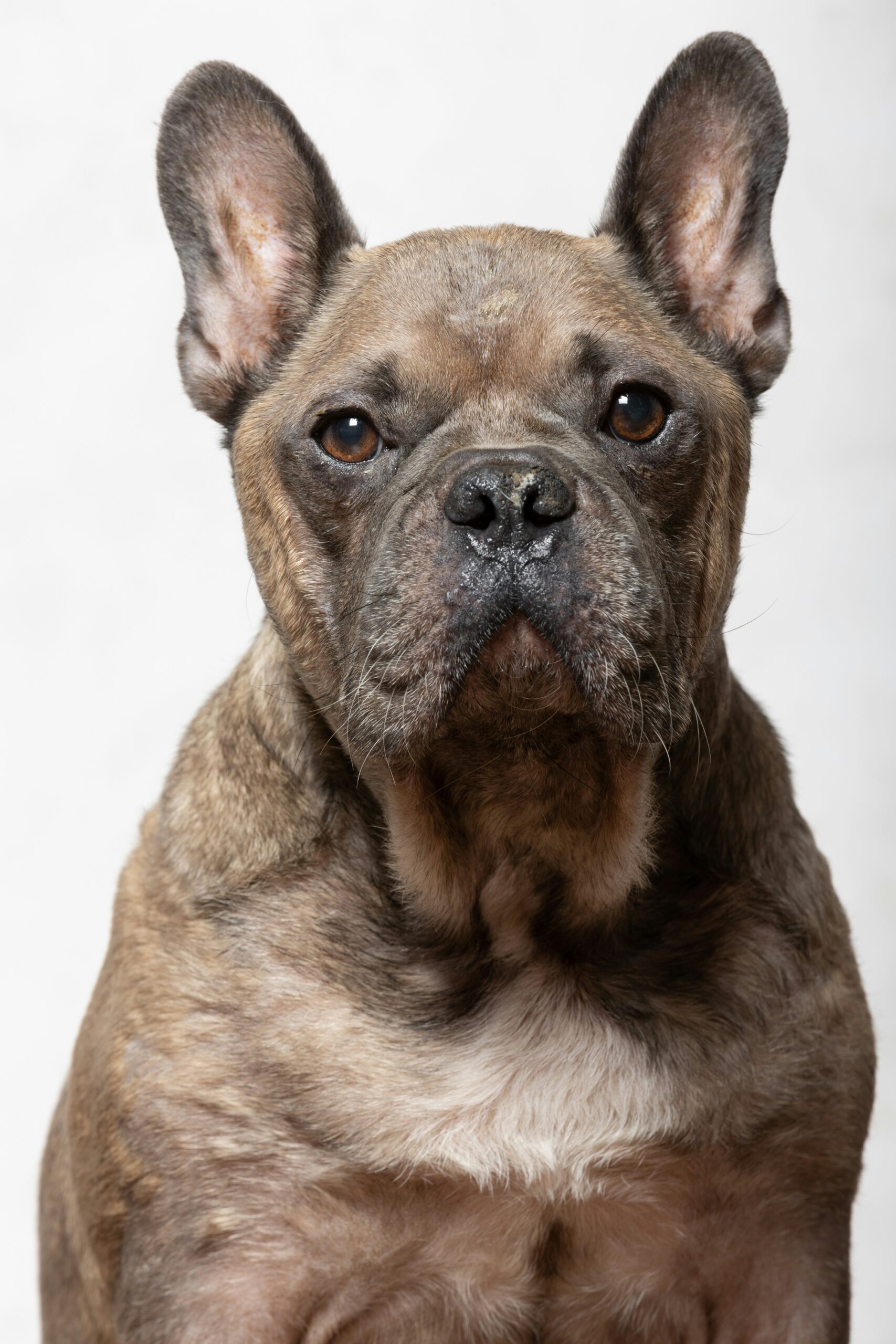 Close-up of a brindle French Bulldog with a white chest against a white background