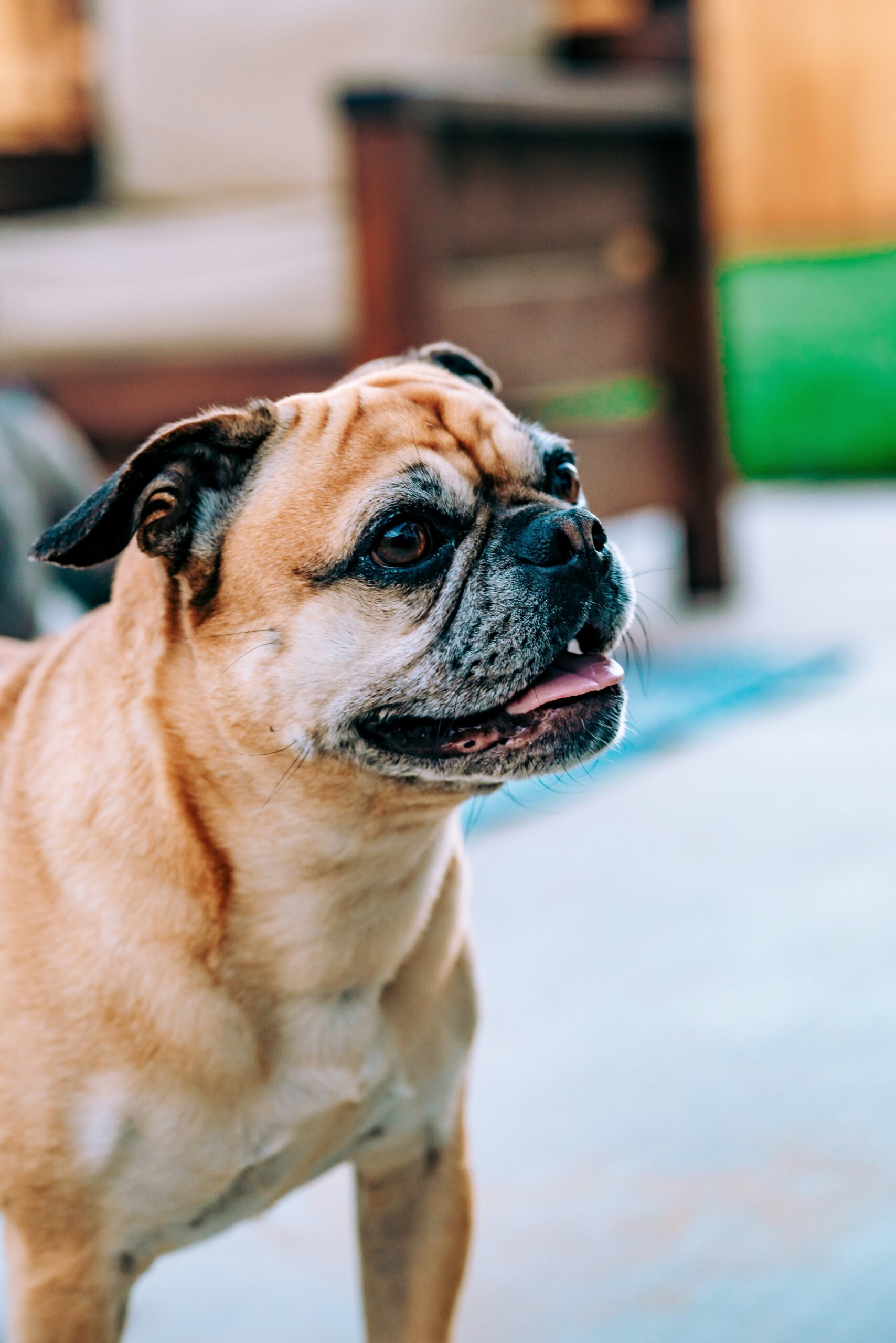 Fawn French Bulldog looking sideways outdoors with tongue slightly out