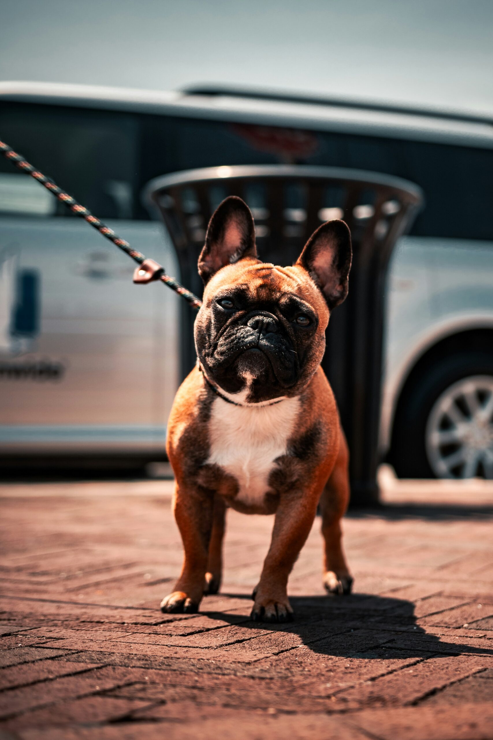 French Bulldog standing on a brick walkway, leashed, with a focused expression and urban background.