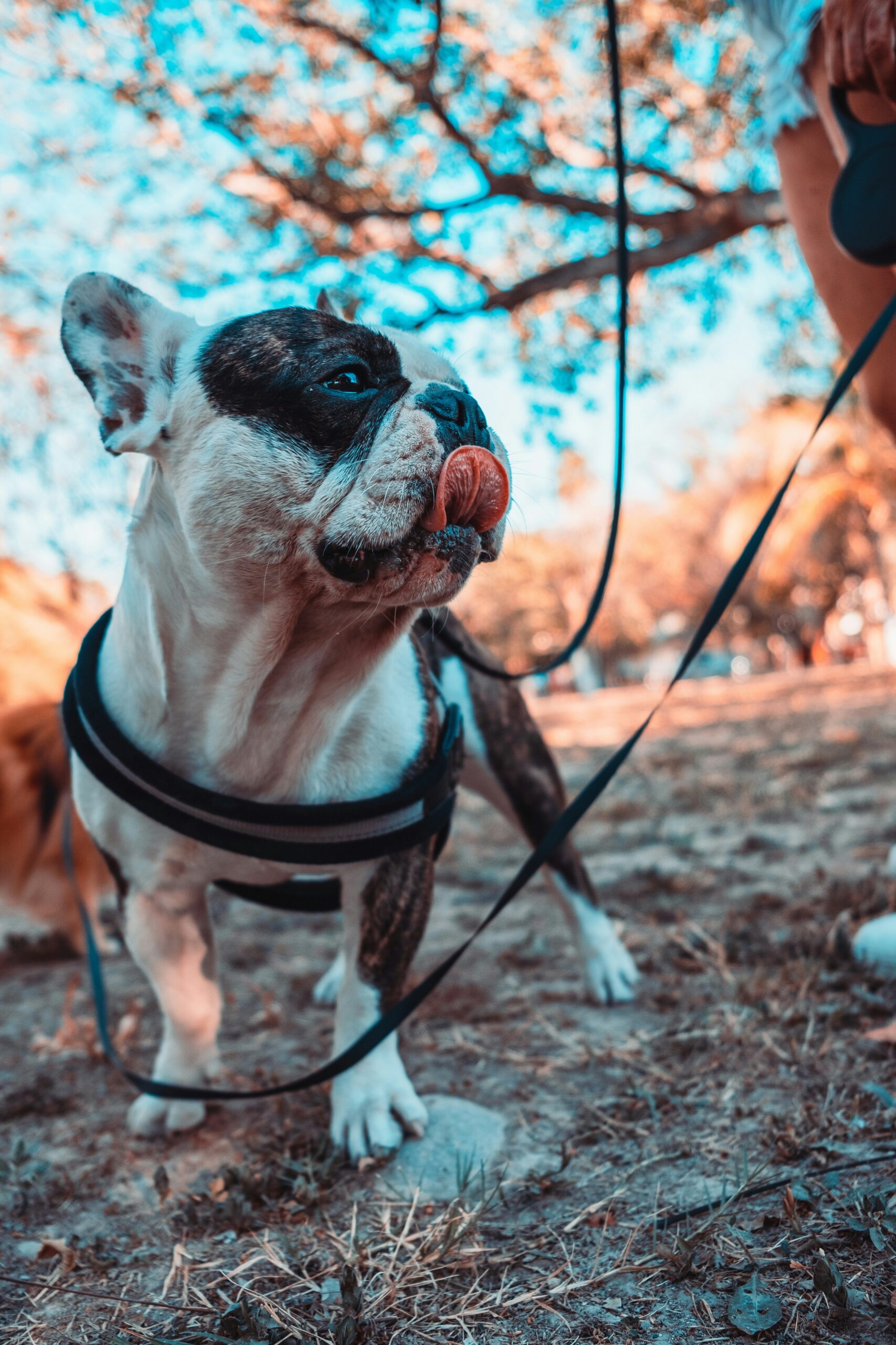 White and brindle French Bulldog licking its nose while on a walk in a park