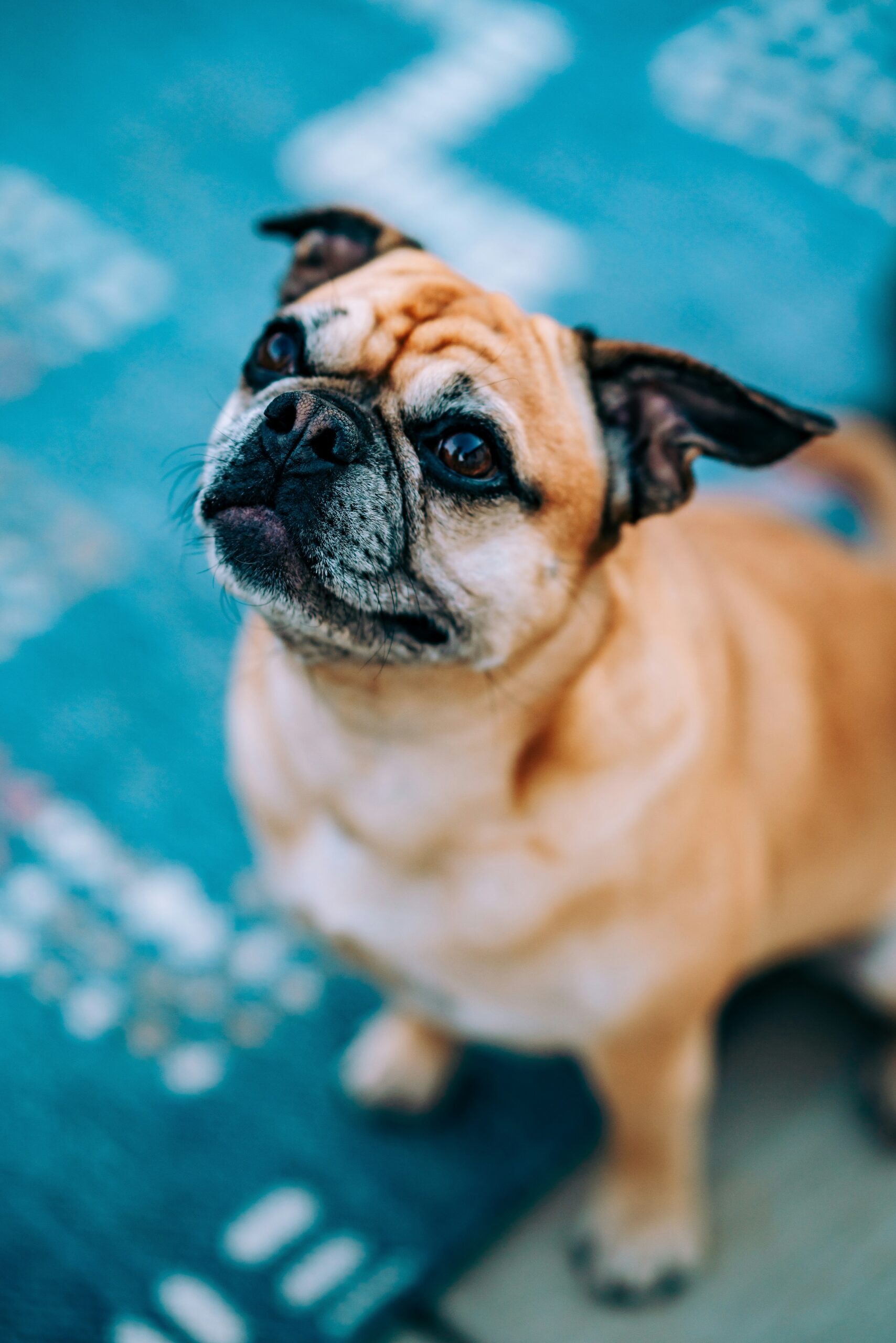 Fawn French Bulldog looking up attentively on a blue patterned rug.