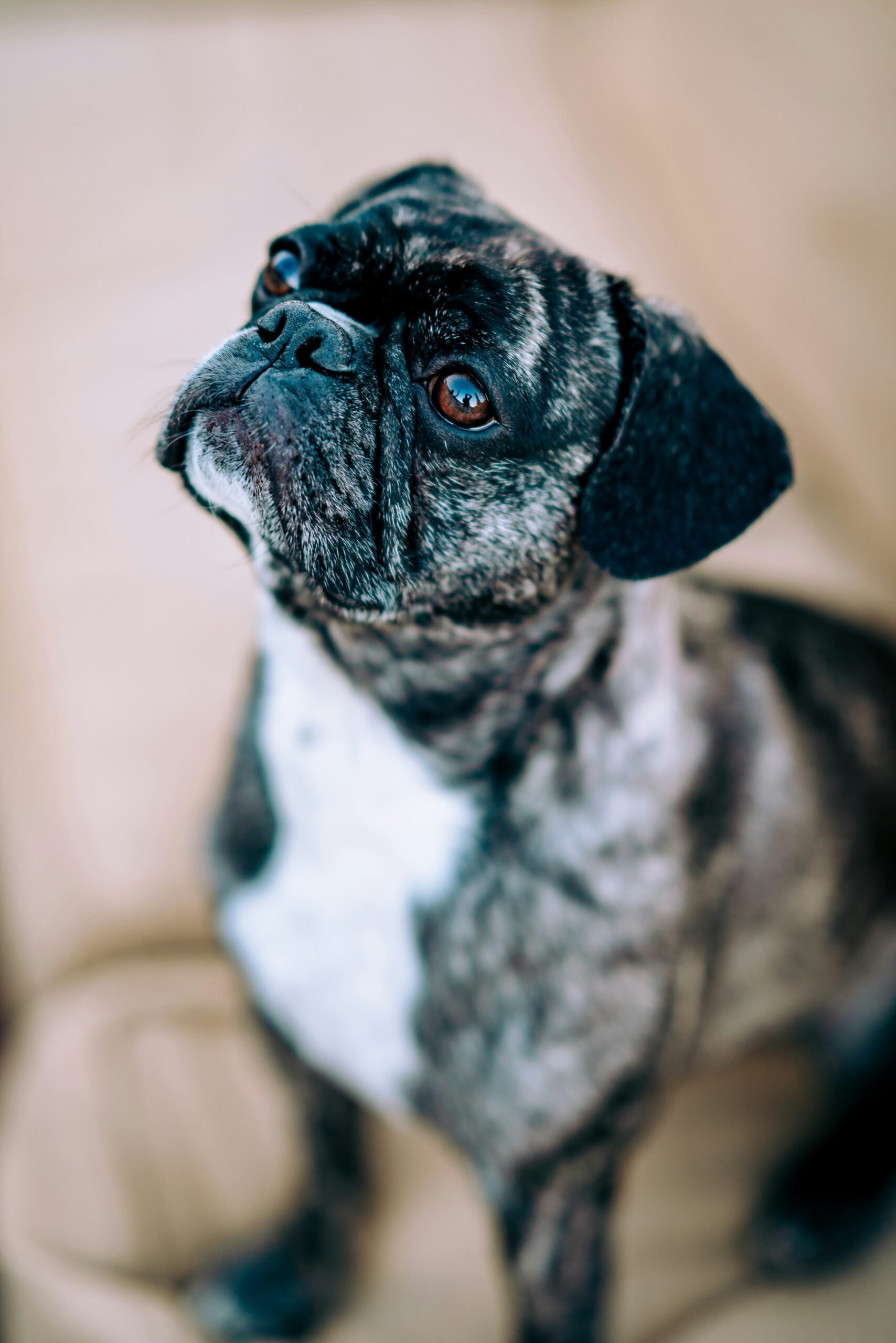 Brindle French Bulldog gazing upwards indoors with a focused expression.
