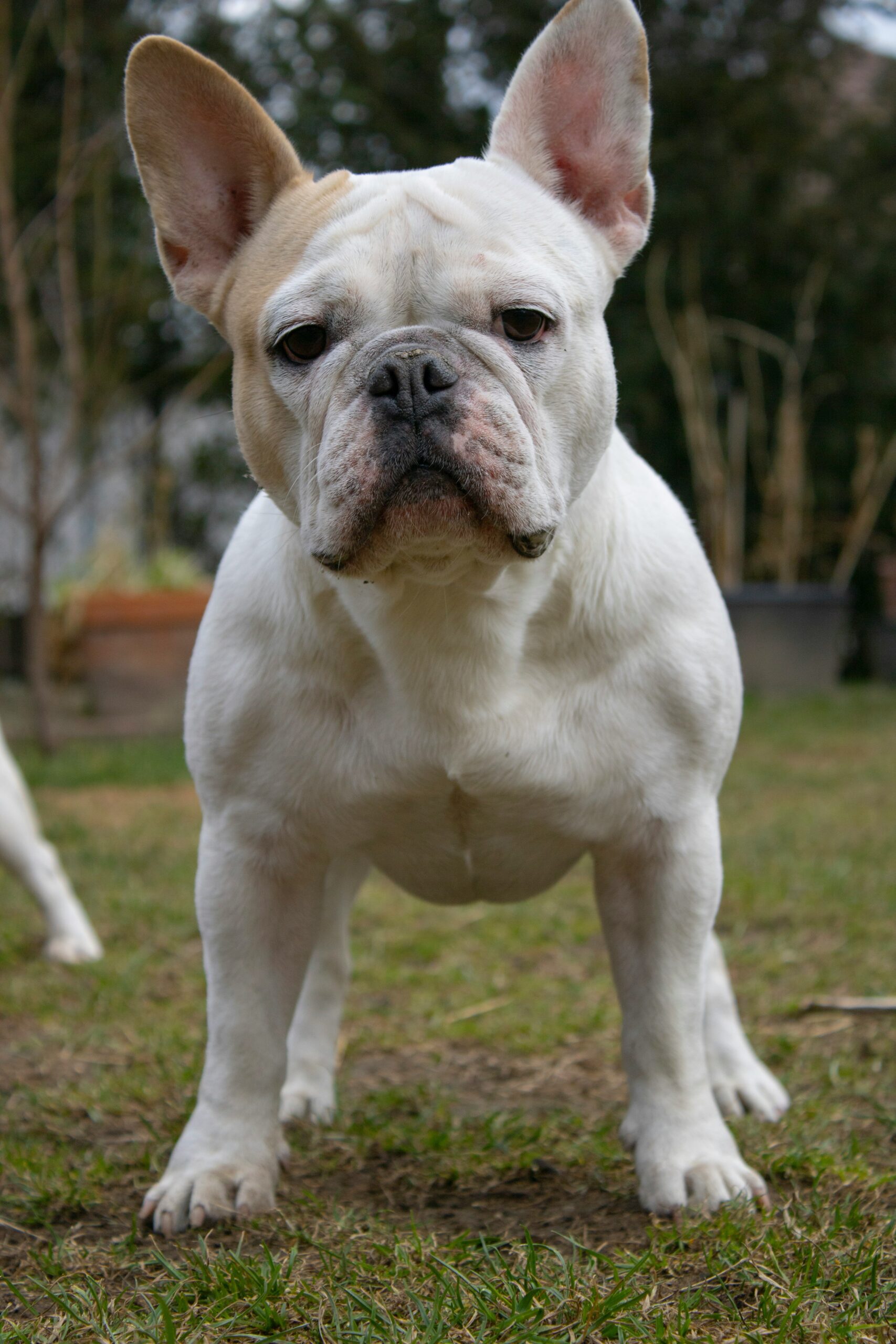 White French Bulldog with tan markings standing alert on grass.