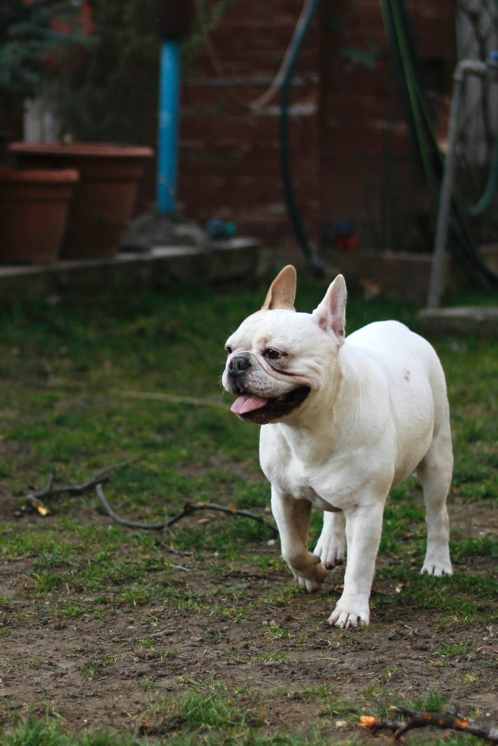 White French Bulldog walking on grass with tongue out, enjoying a sunny day.