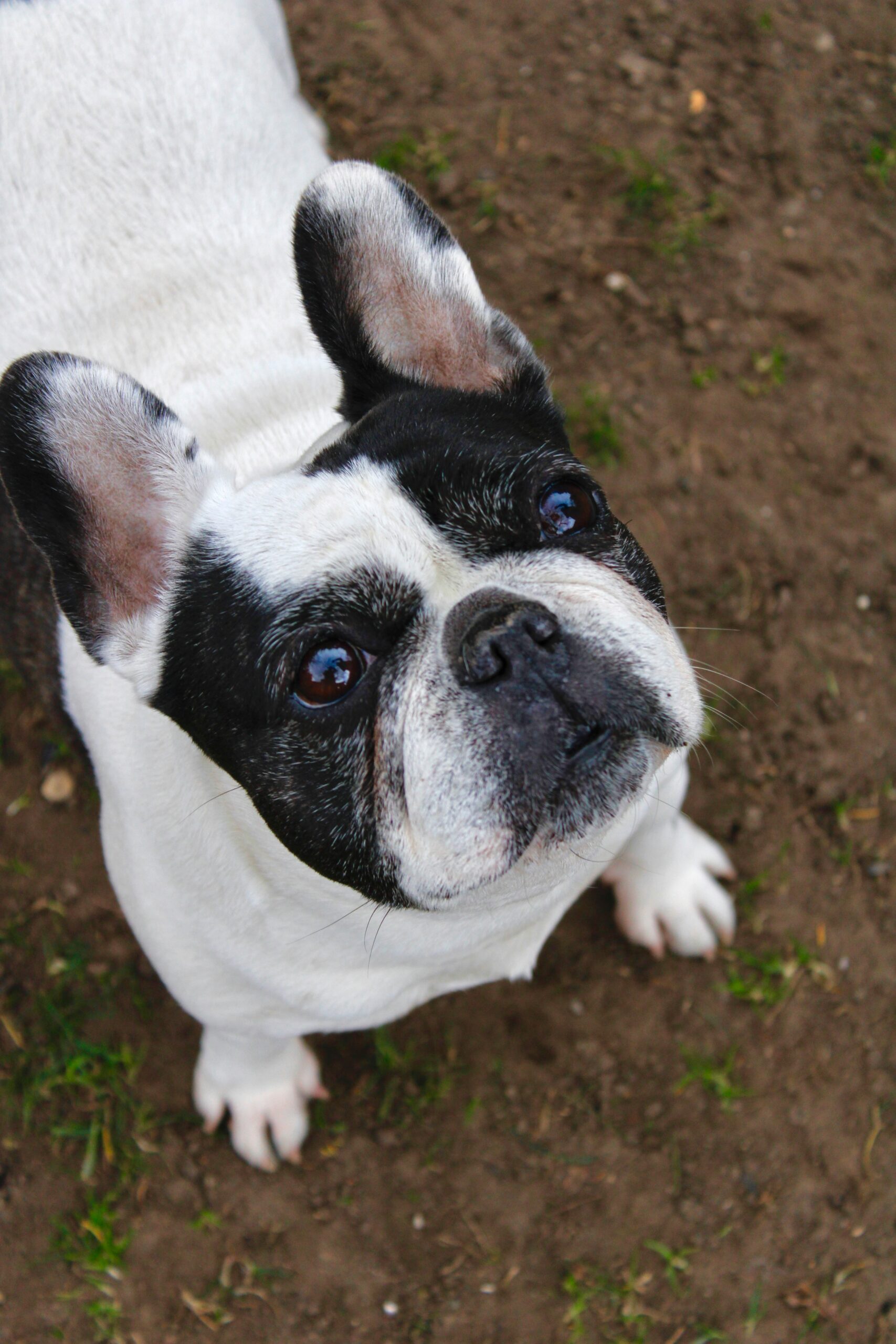 Black and white French Bulldog looking up with bright eyes on dirt ground.