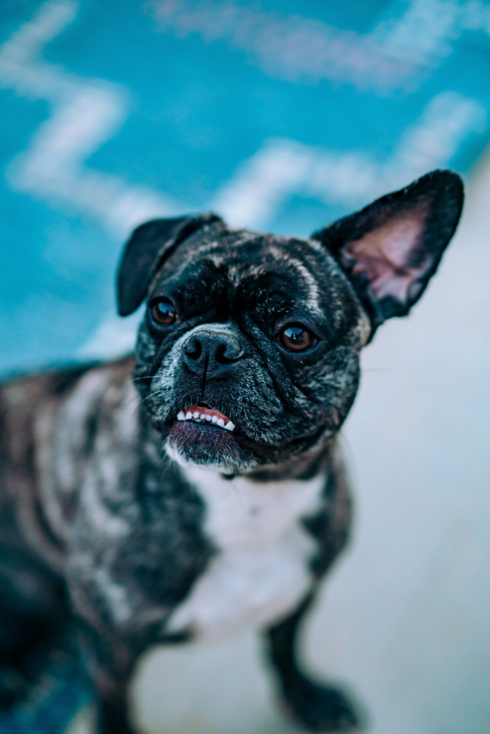 Brindle French Bulldog with underbite sitting outdoors on blue patterned rug.