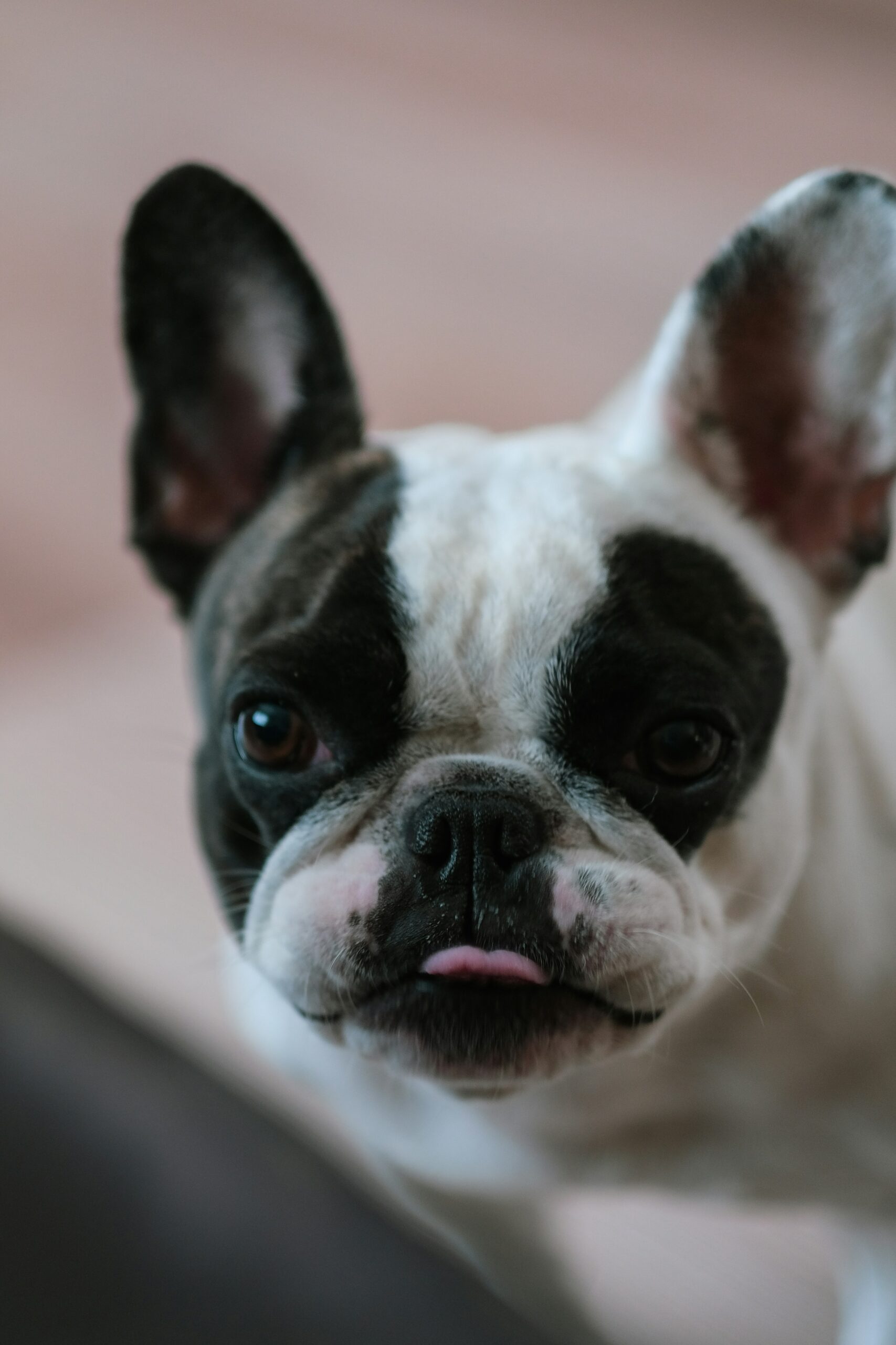 White and black French Bulldog close-up with tongue slightly sticking out.