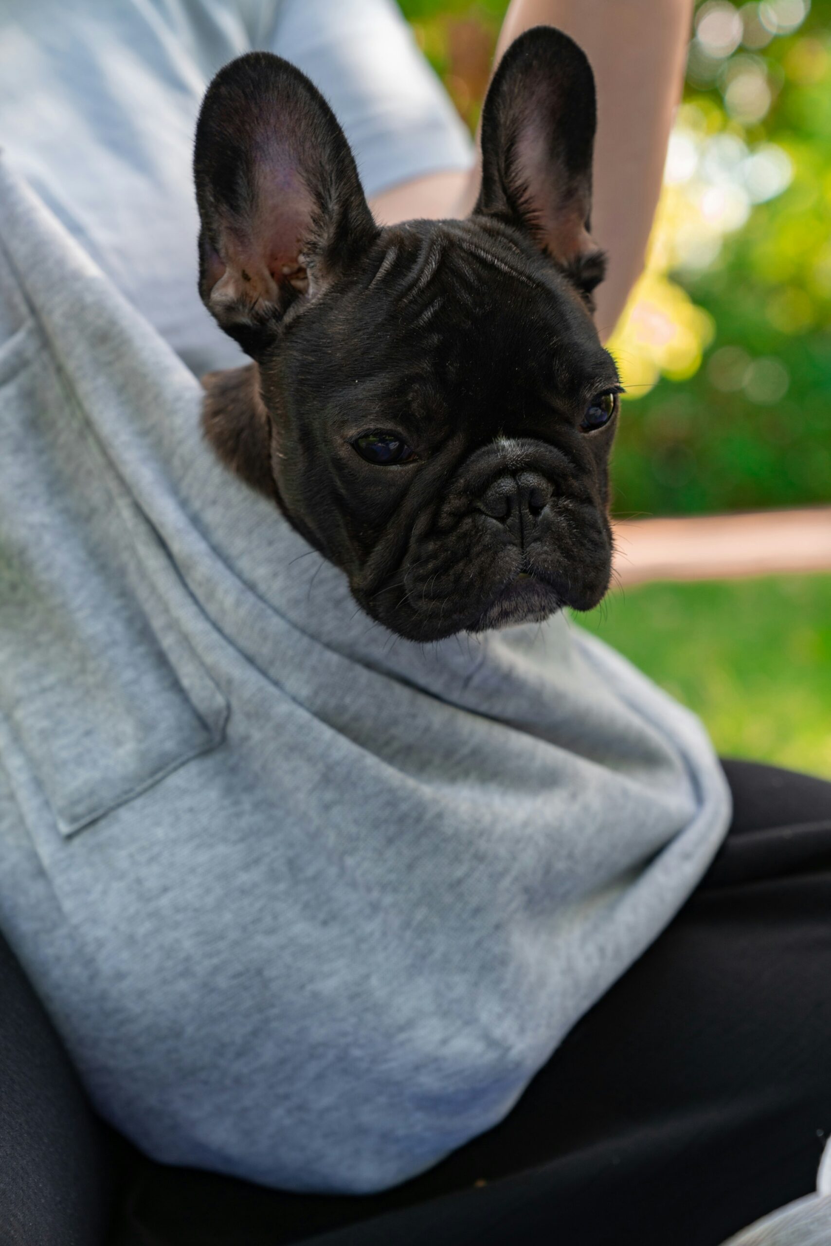 Black French Bulldog puppy peeking out from inside a gray hoodie.