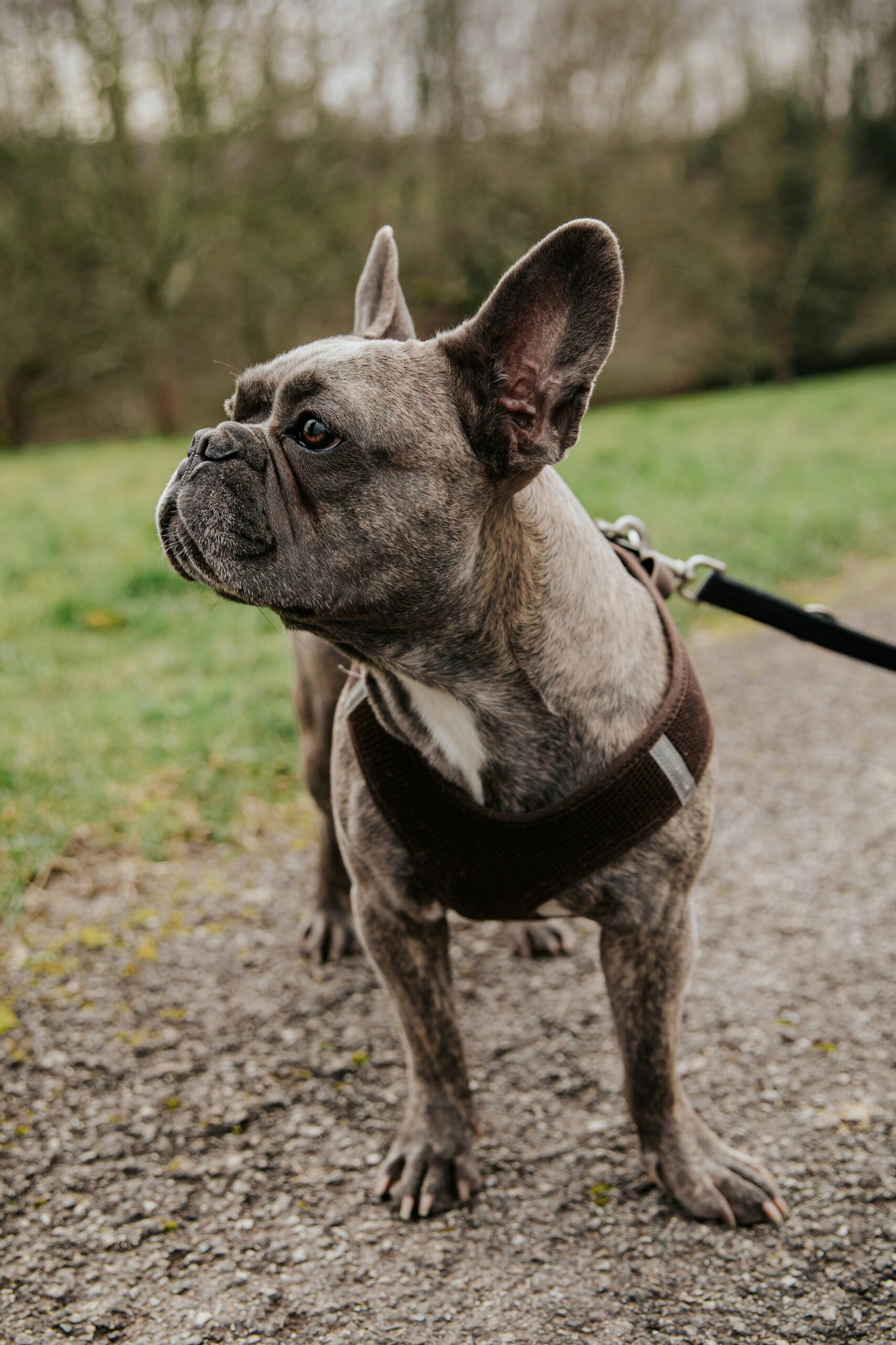 Brindle French Bulldog standing alert on a leash during a walk on a paved path.