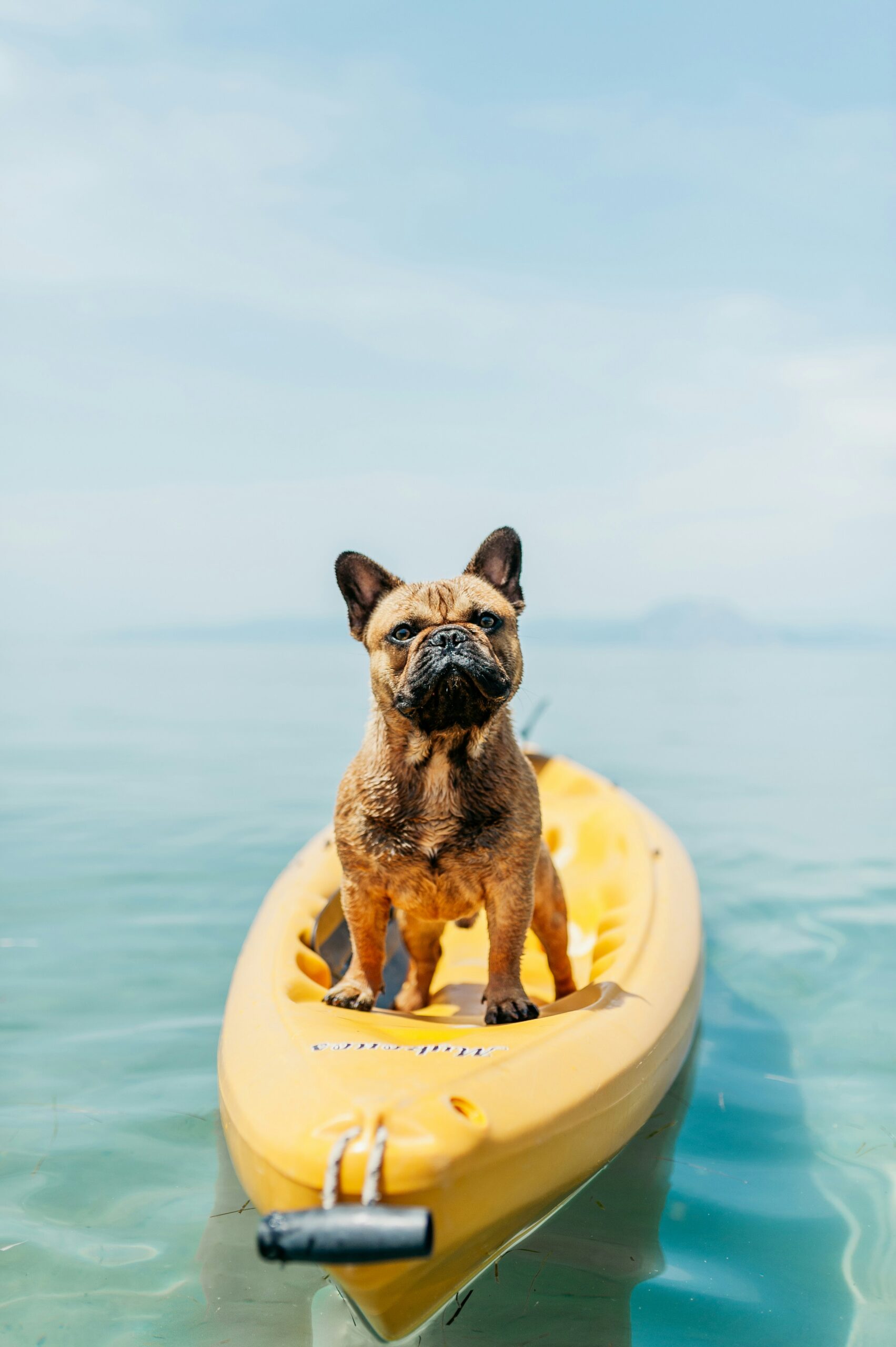 French Bulldog standing confidently on a yellow kayak in calm clear waters, bright sunny day.