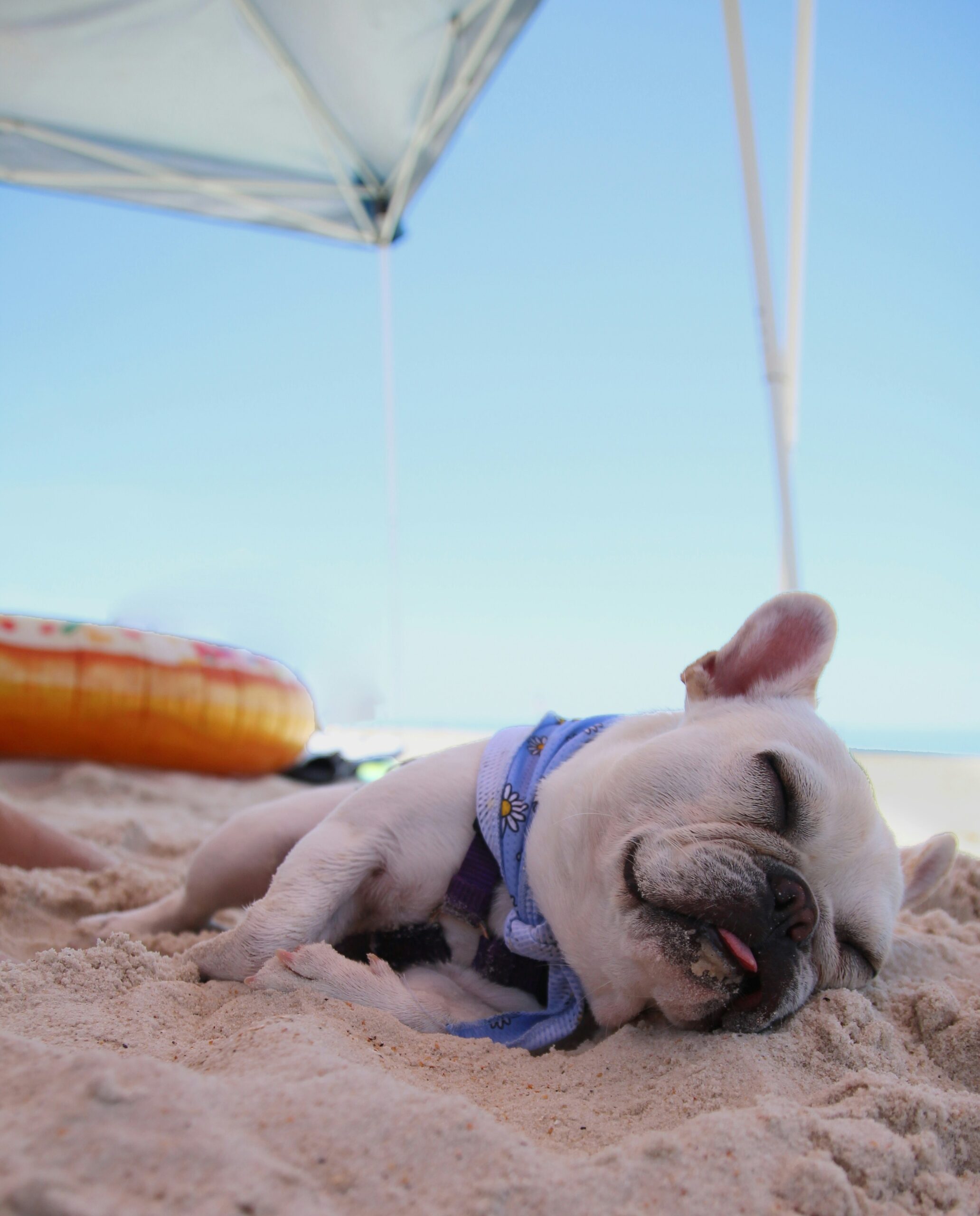 White French Bulldog puppy sleeping peacefully on the beach under a canopy.