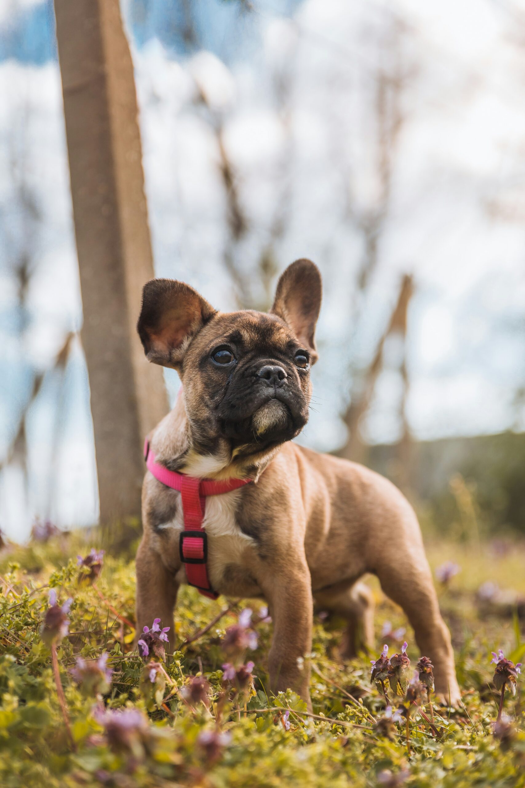 Playful French Bulldog puppy standing in a field with purple flowers and wearing a red harness.