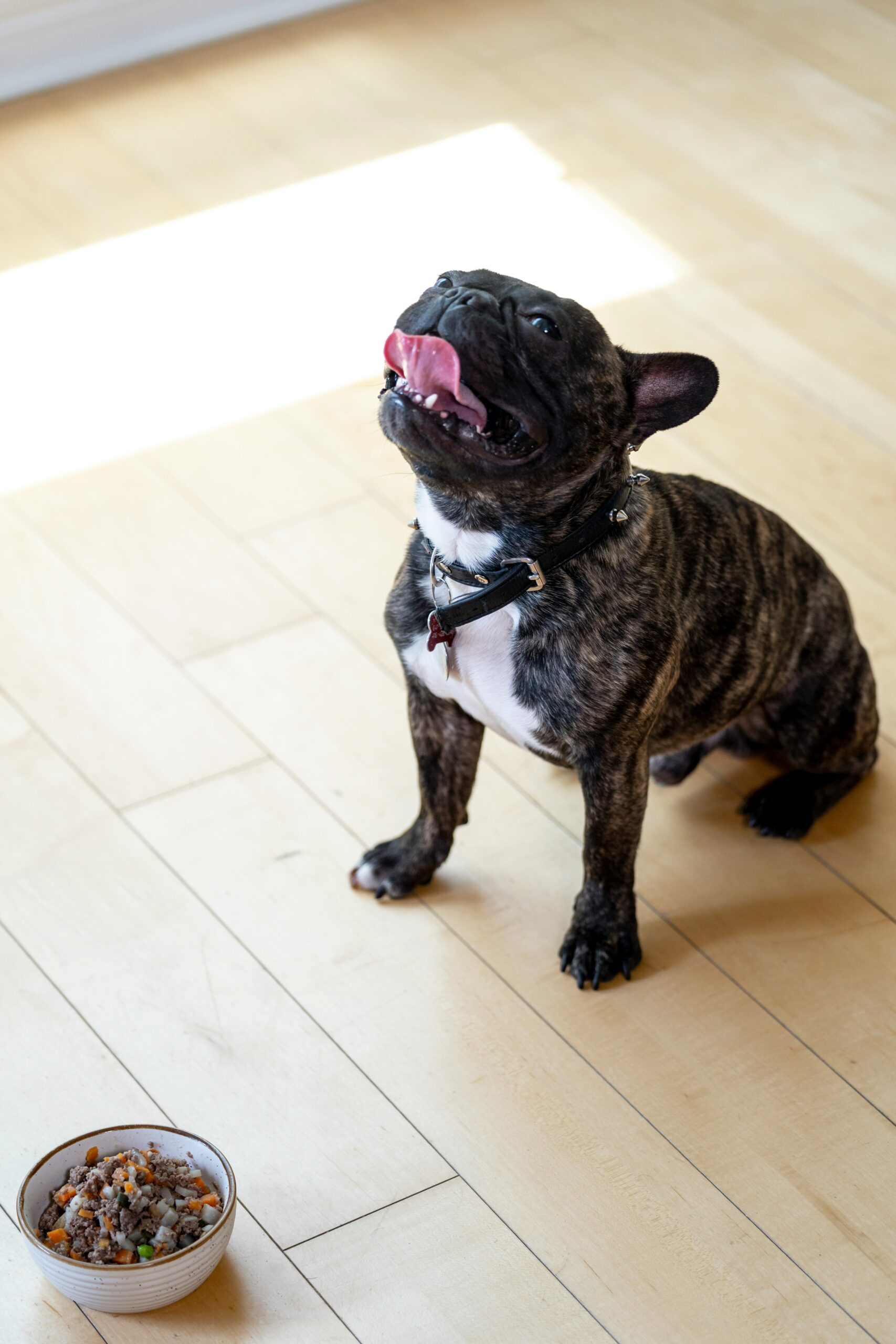Happy brindle French Bulldog sitting on a wooden floor next to a bowl of fresh dog food.
