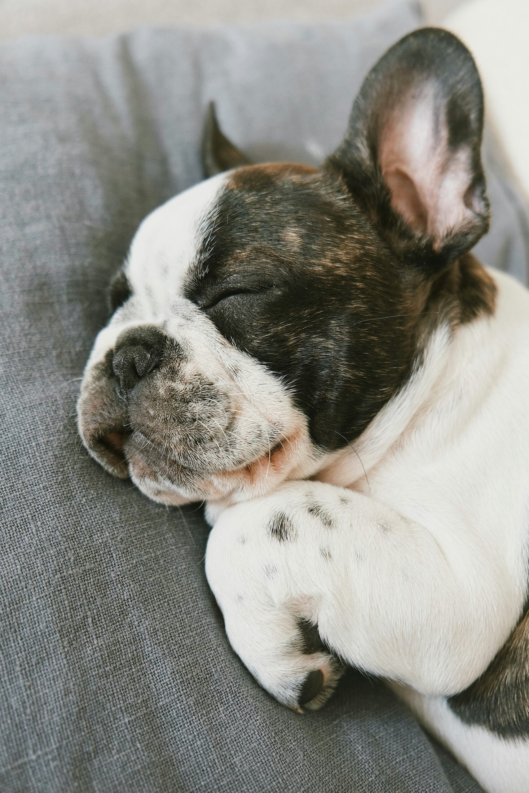 Adorable French Bulldog puppy sleeping peacefully on a grey cushion.