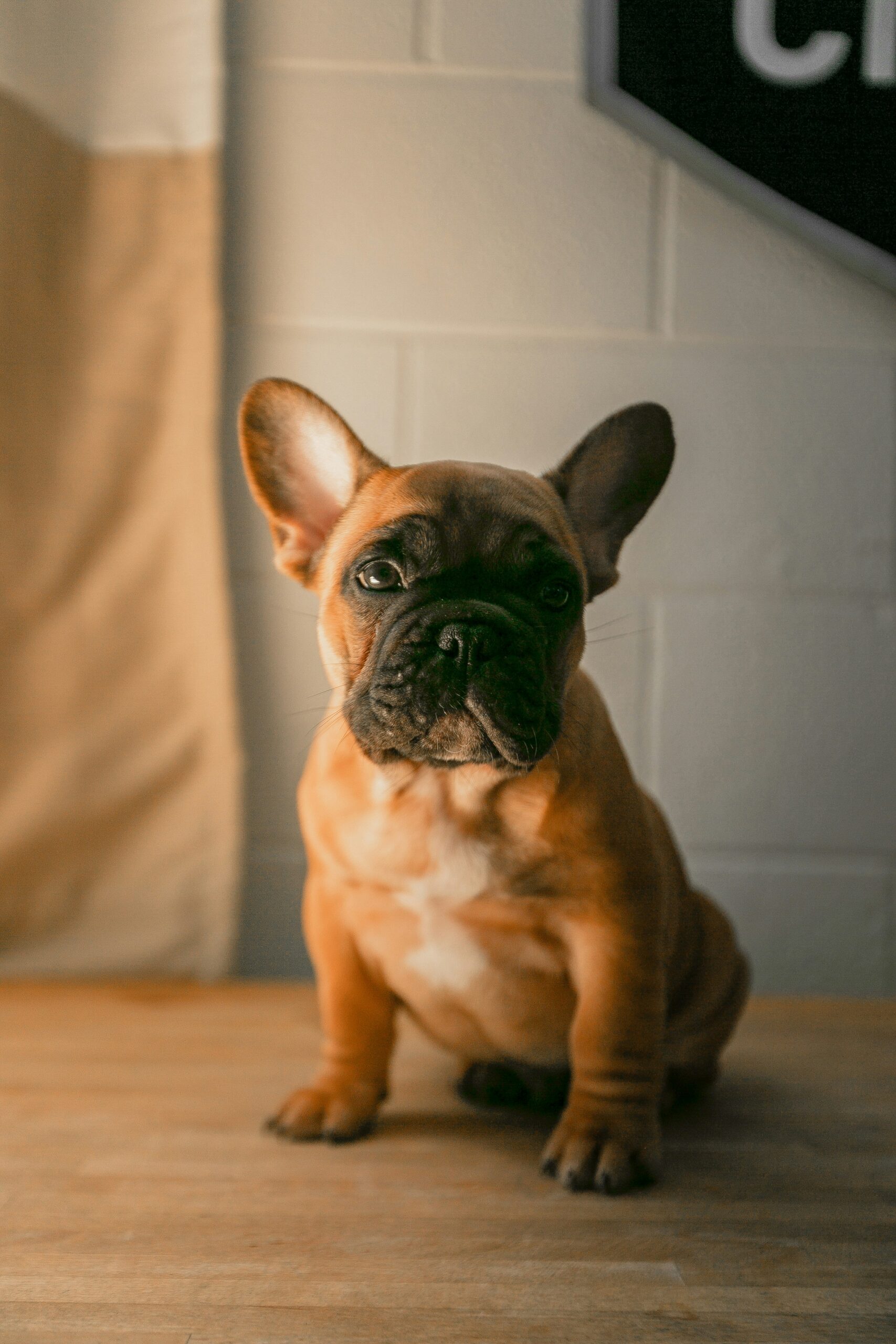 Cute fawn French Bulldog puppy sitting indoors with soft natural lighting.