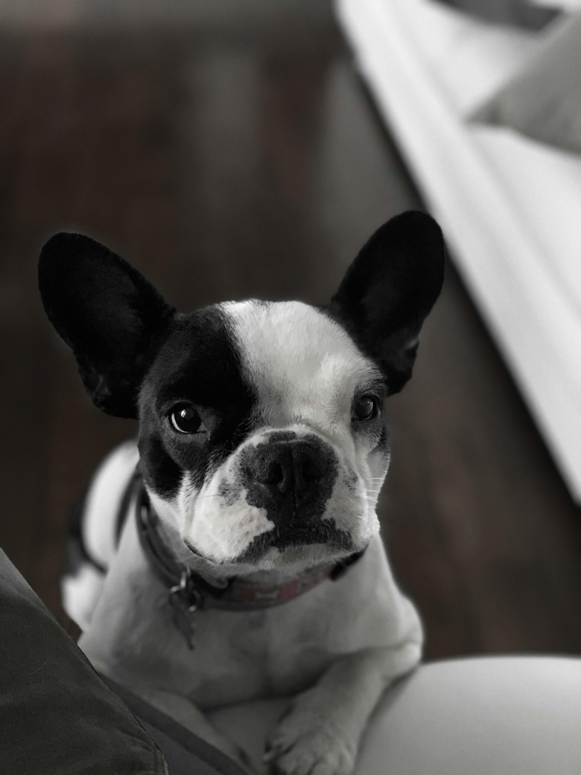 Black and white French Bulldog looking up with a curious expression in a stylish indoor setting.
