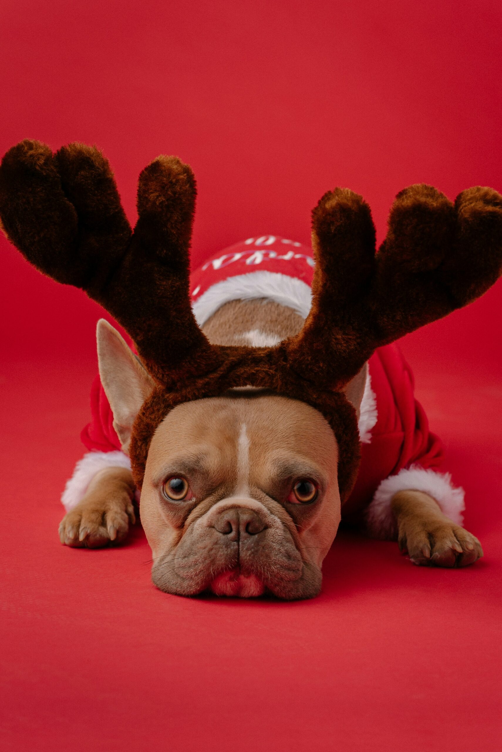 French Bulldog dressed in a red reindeer costume lying down on a red background for Christmas.