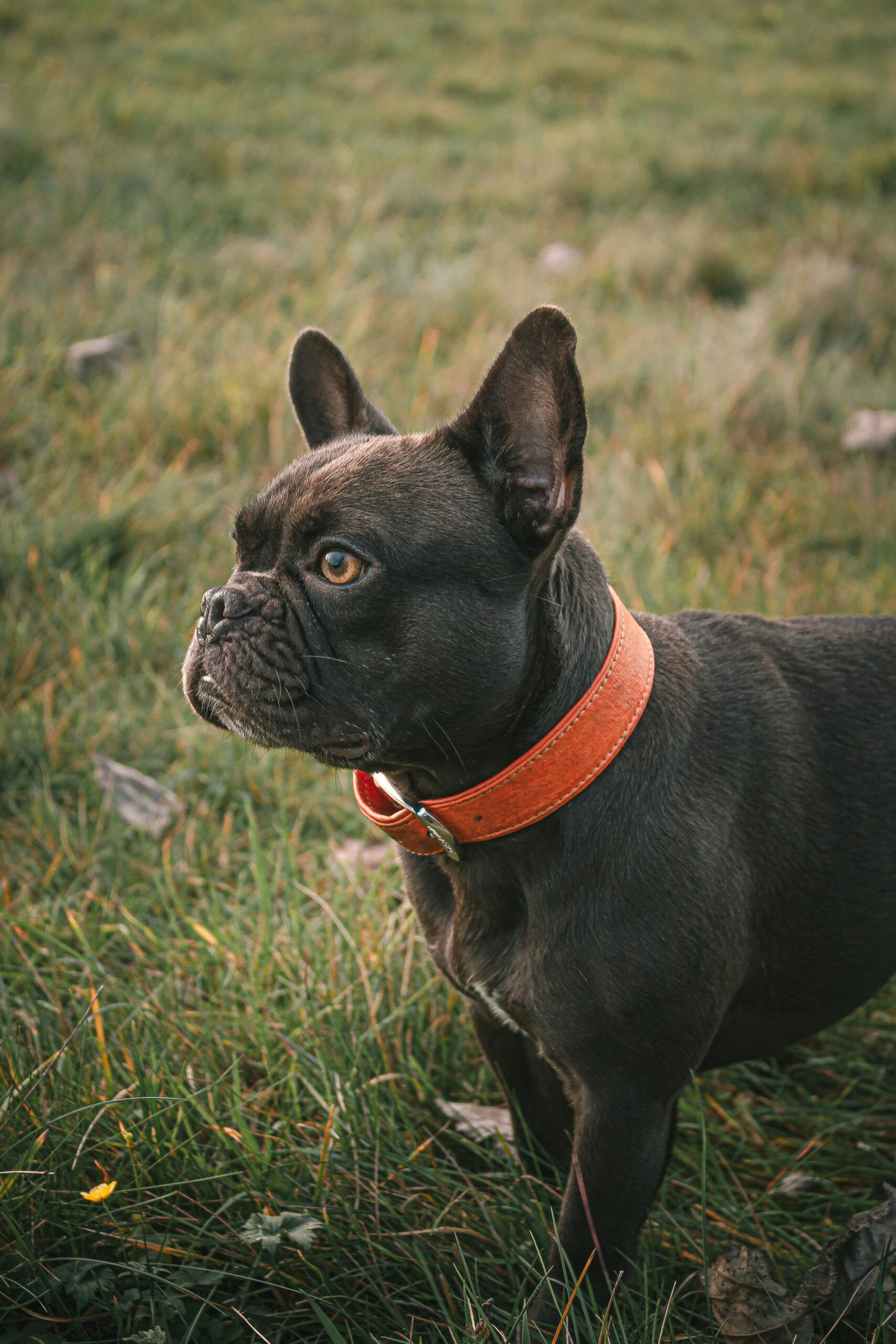 Alert black French Bulldog standing on grass wearing a bright orange collar outdoors.