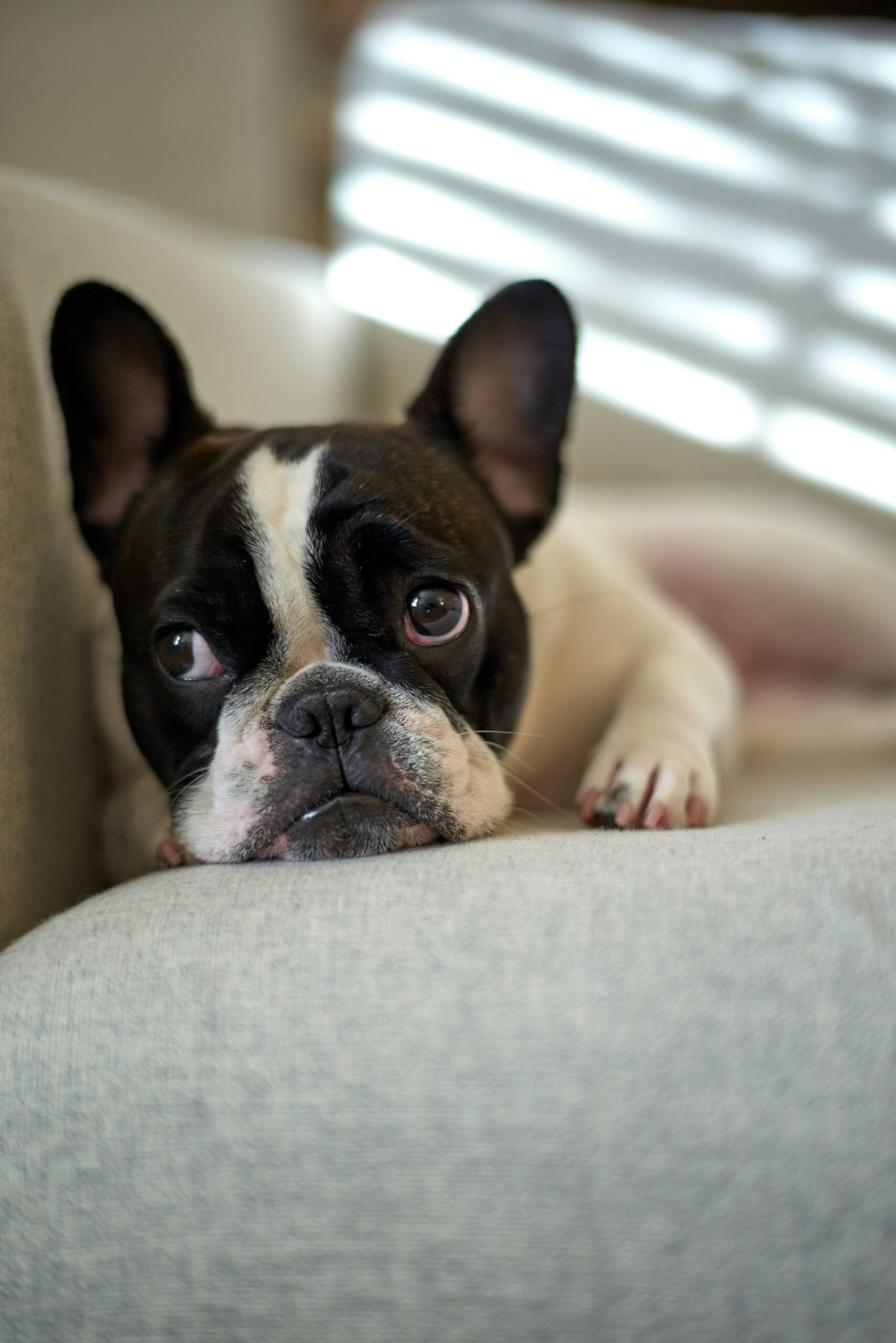 Relaxed French Bulldog resting its head on a couch, with sunlight streaming through blinds.