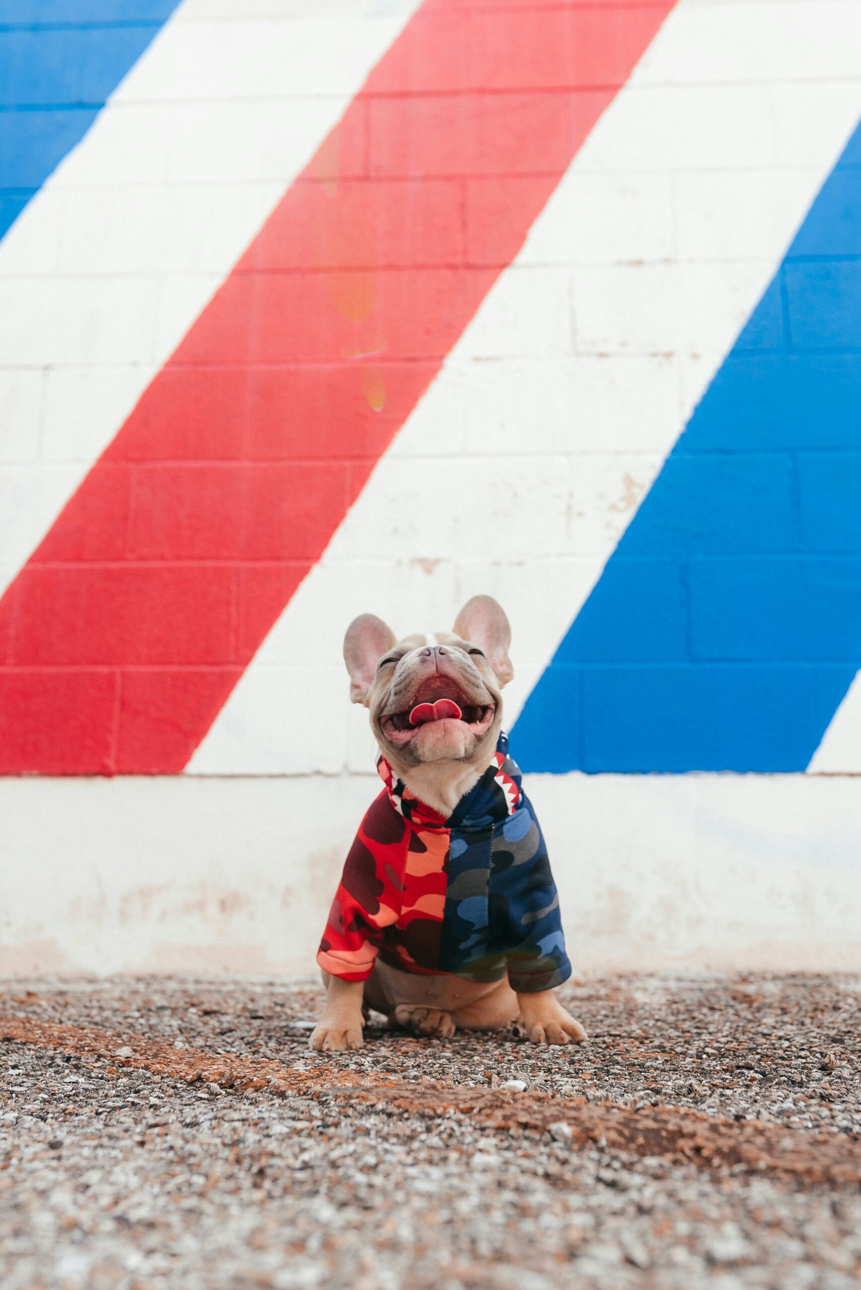 French Bulldog wearing a colorful red and blue hoodie smiling in front of a painted wall.