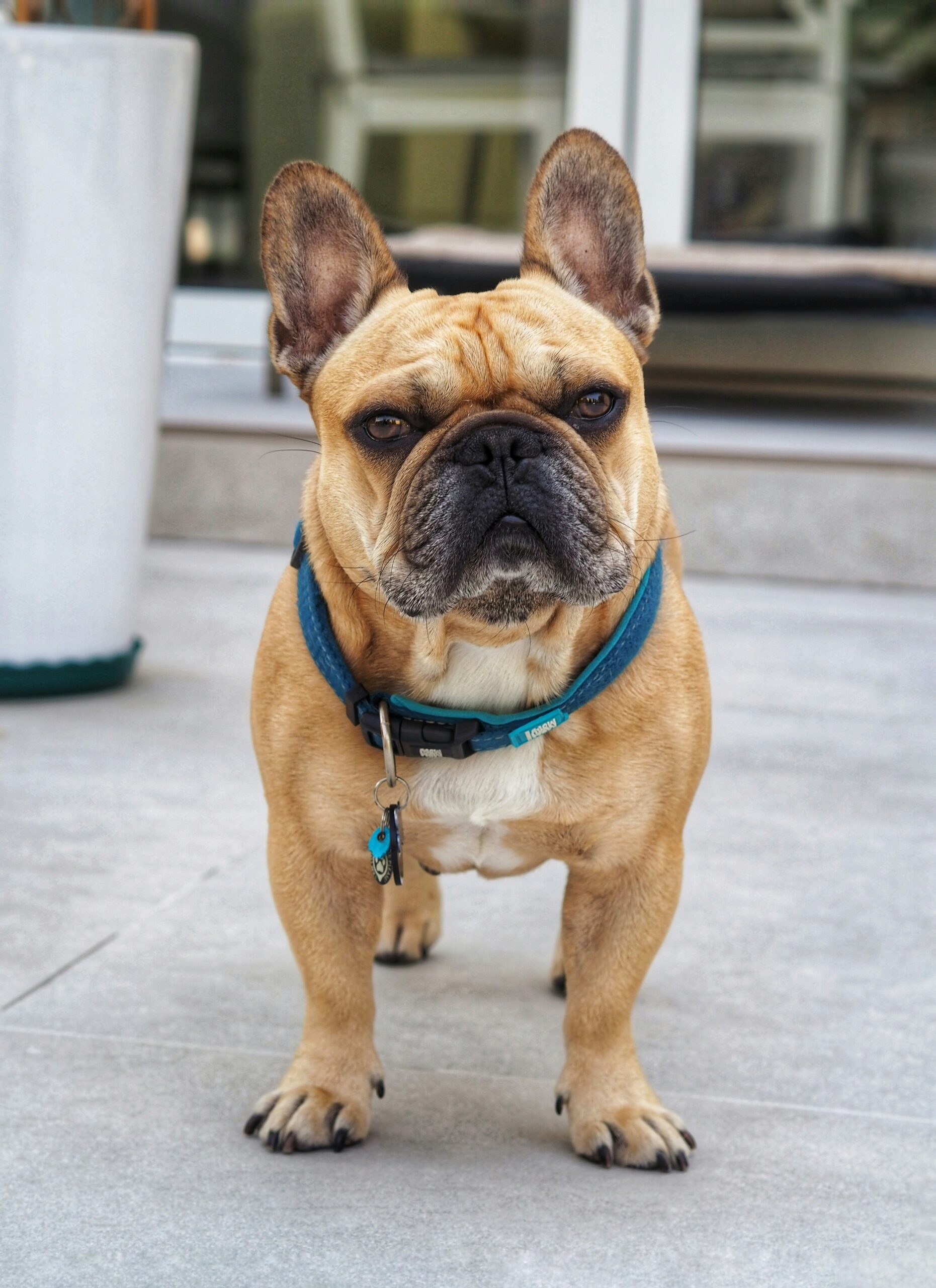 French Bulldog with a serious expression wearing a blue harness, standing on a tiled patio.