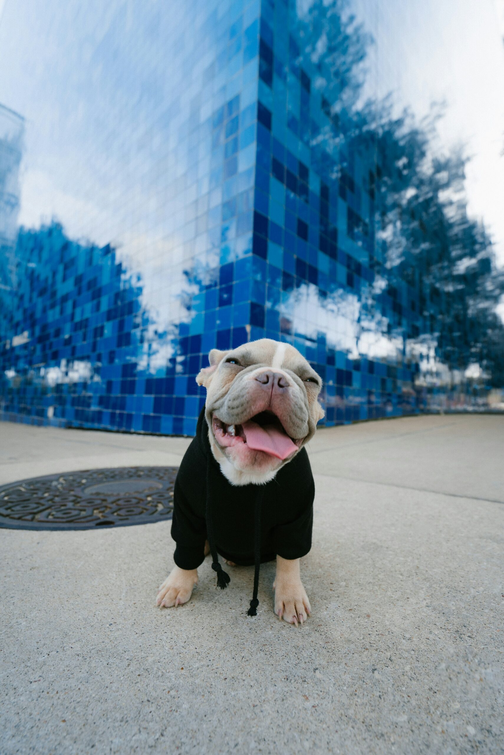 Smiling French Bulldog wearing a black hoodie sitting on a sidewalk with a modern blue building backdrop.