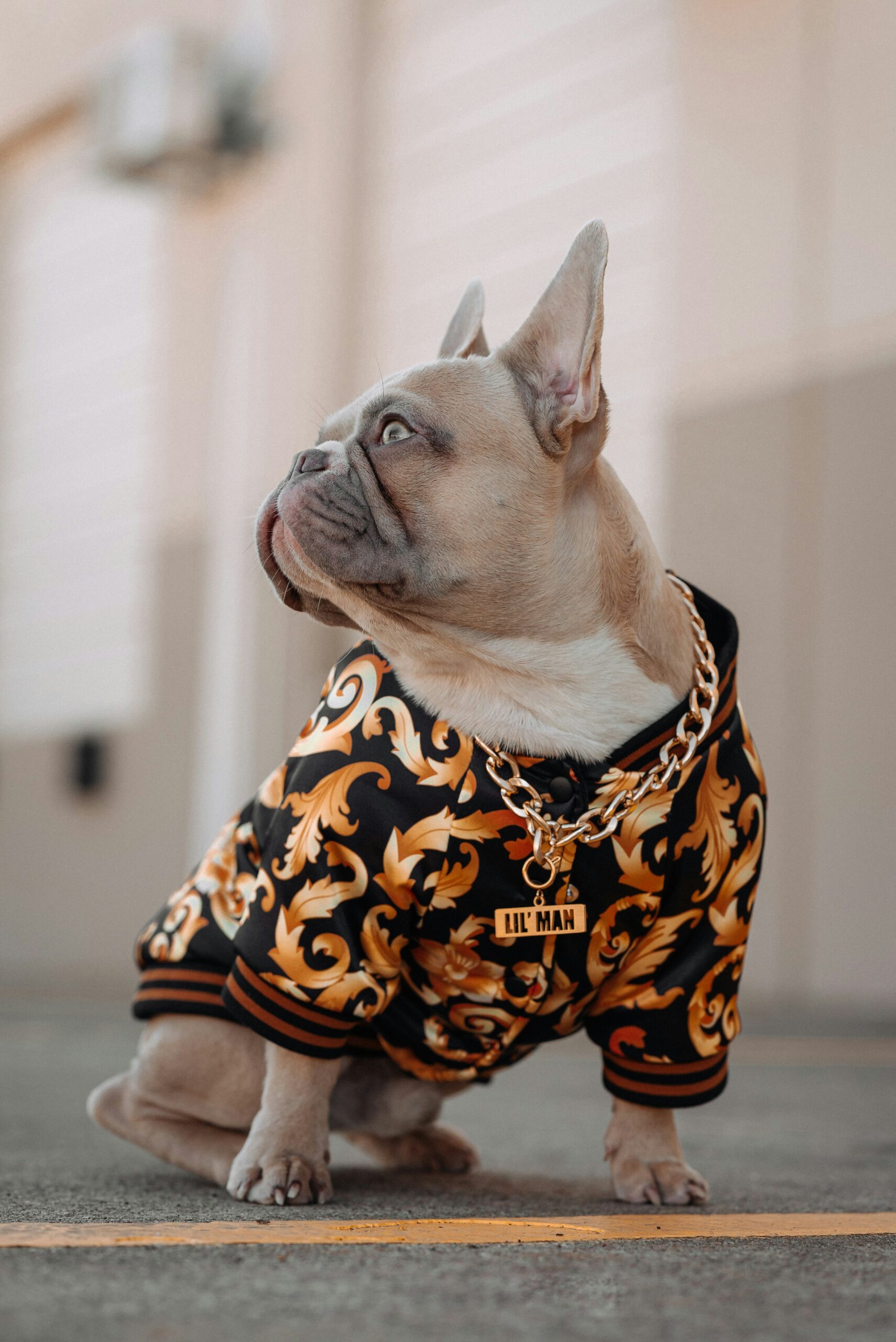 French Bulldog wearing a gold-patterned black hoodie and gold chain, sitting confidently on pavement