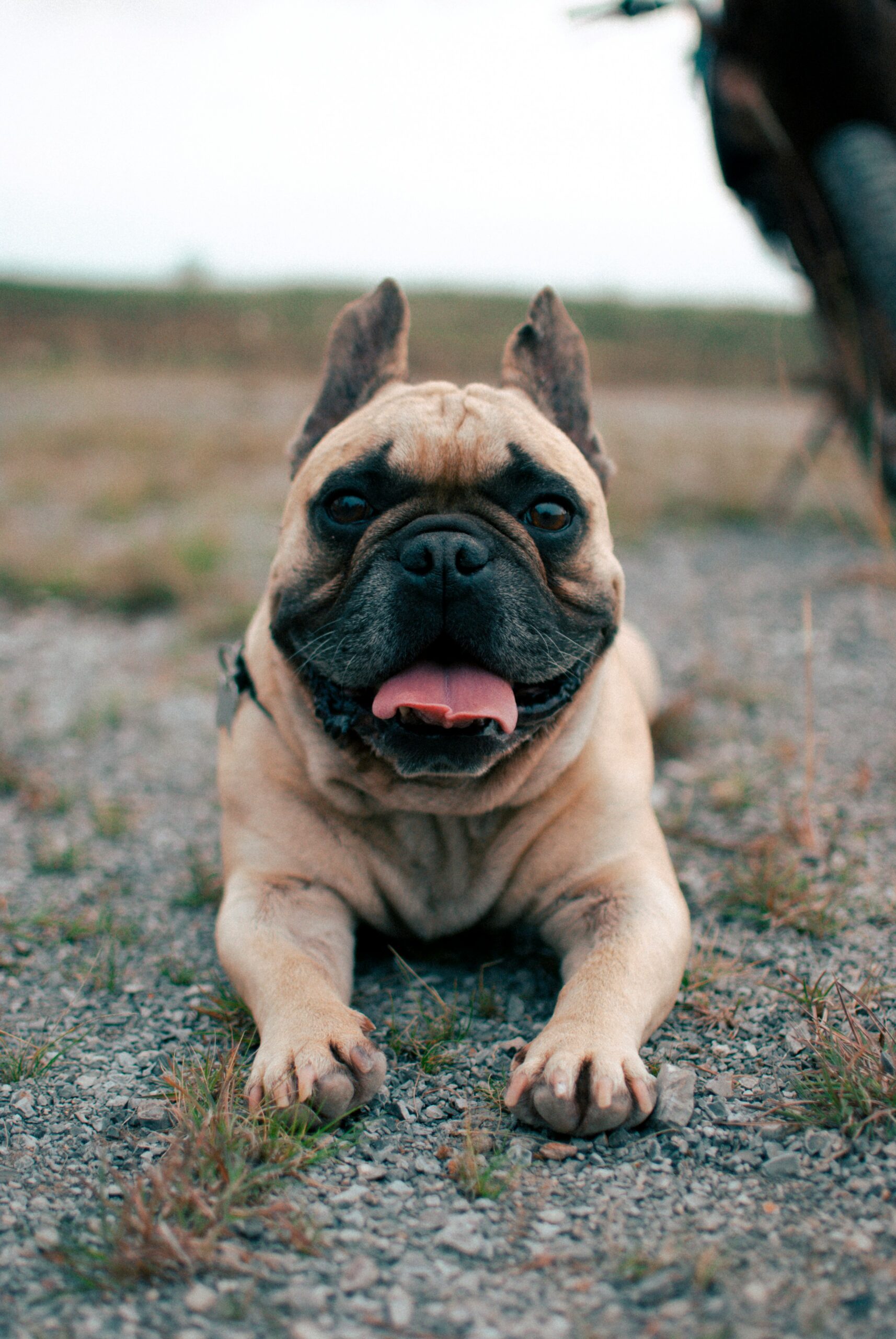 Happy French Bulldog lying on gravel ground with tongue out on a cloudy day