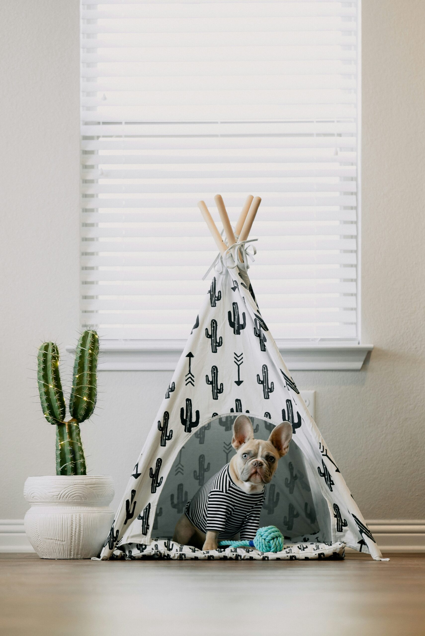 French Bulldog sitting inside a cute cactus-printed teepee tent indoors