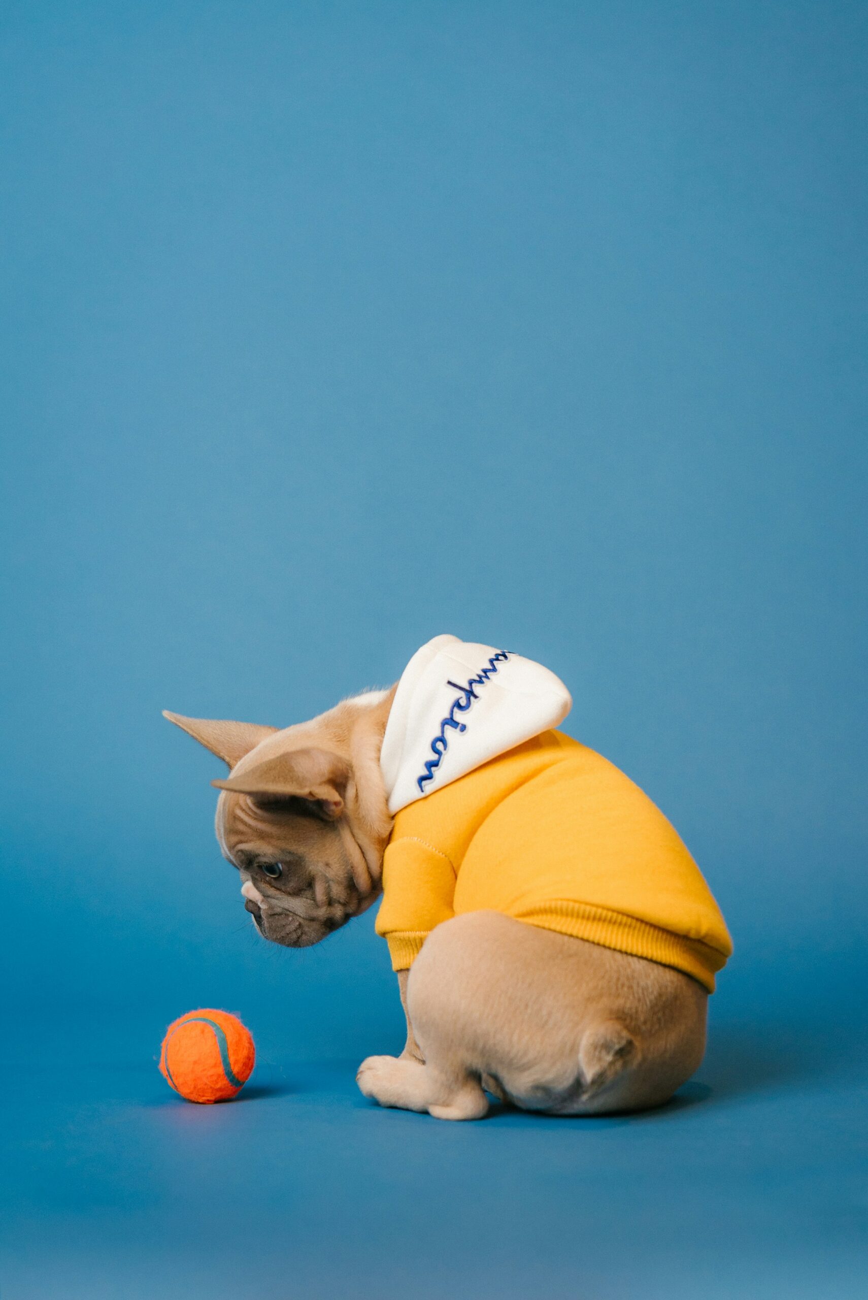 French Bulldog puppy in a yellow hoodie staring at an orange tennis ball against blue background
